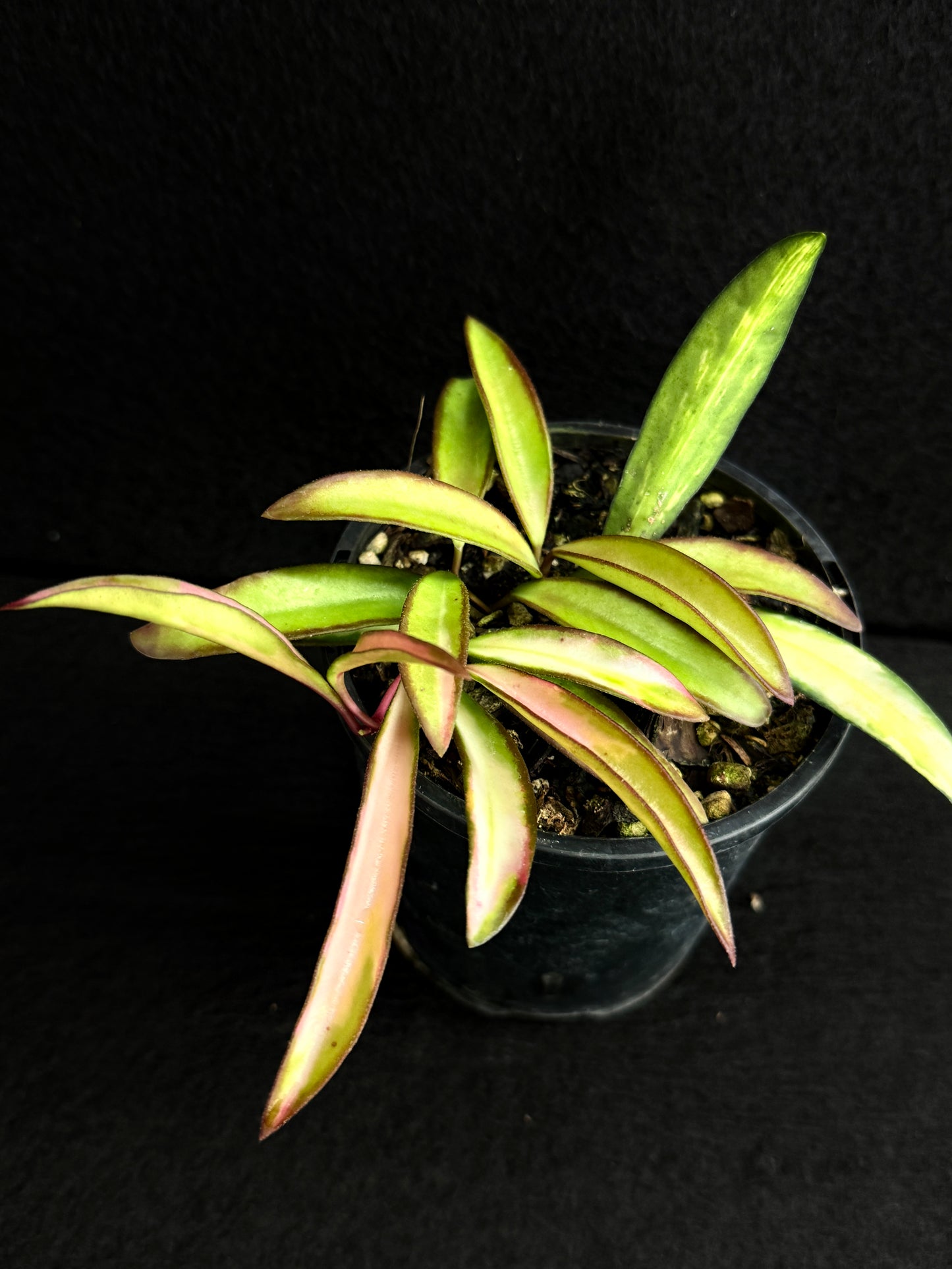 Hoya Wayetii Variegata M73