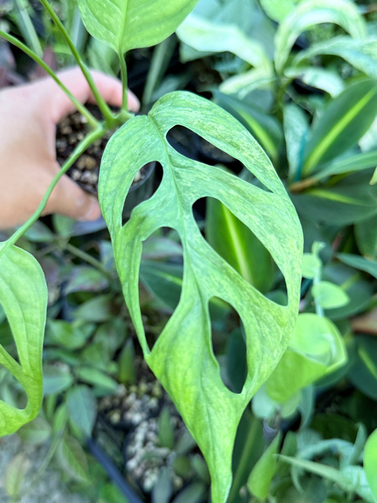 Monstera Adansonii Mint Variegated (Indonesian form) I80