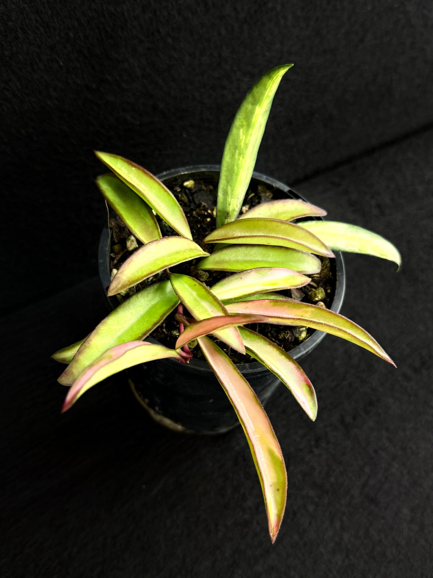 Hoya Wayetii Variegata M73