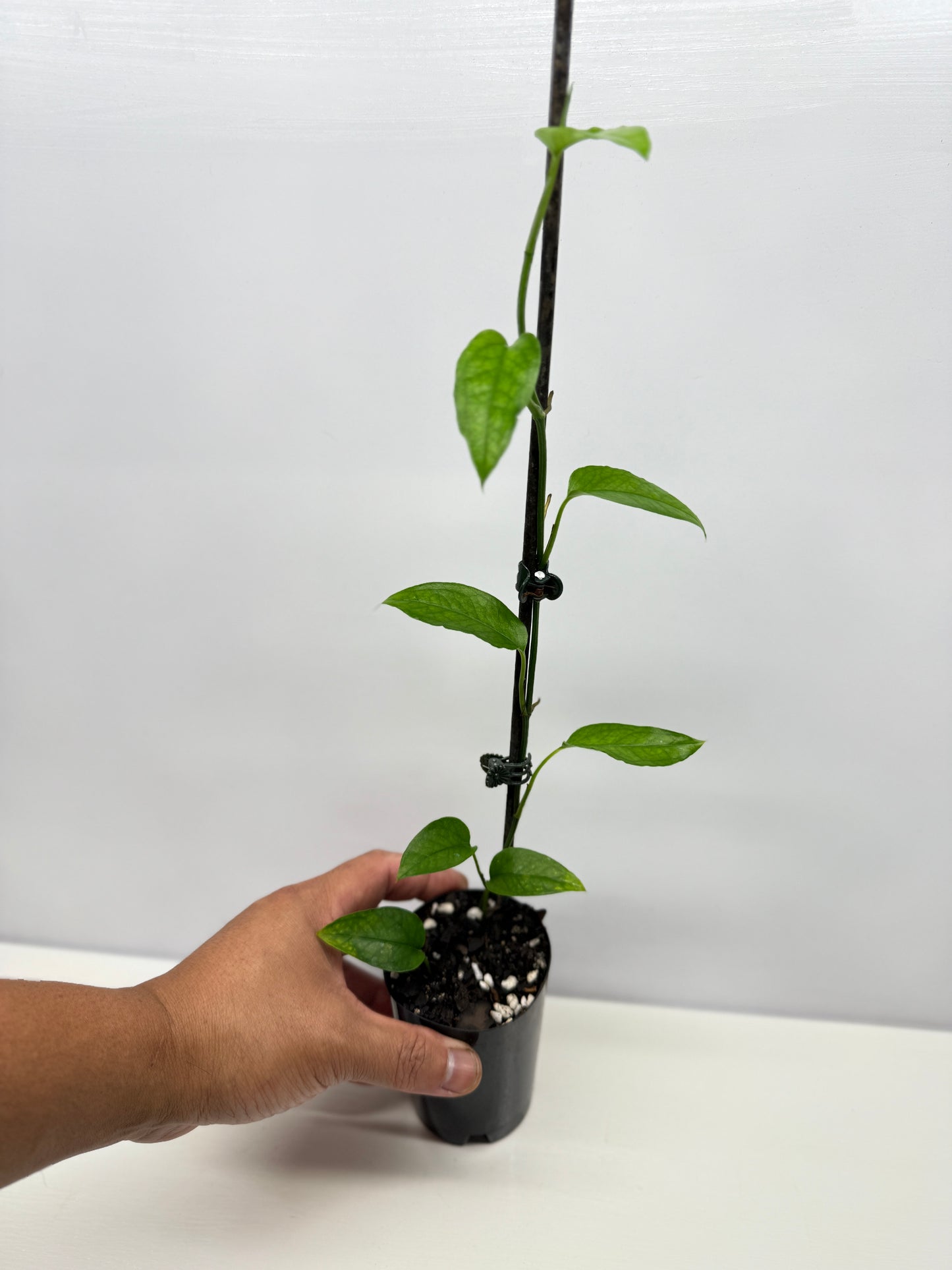 Epipremnum pinnatum - Skeleton Key A53