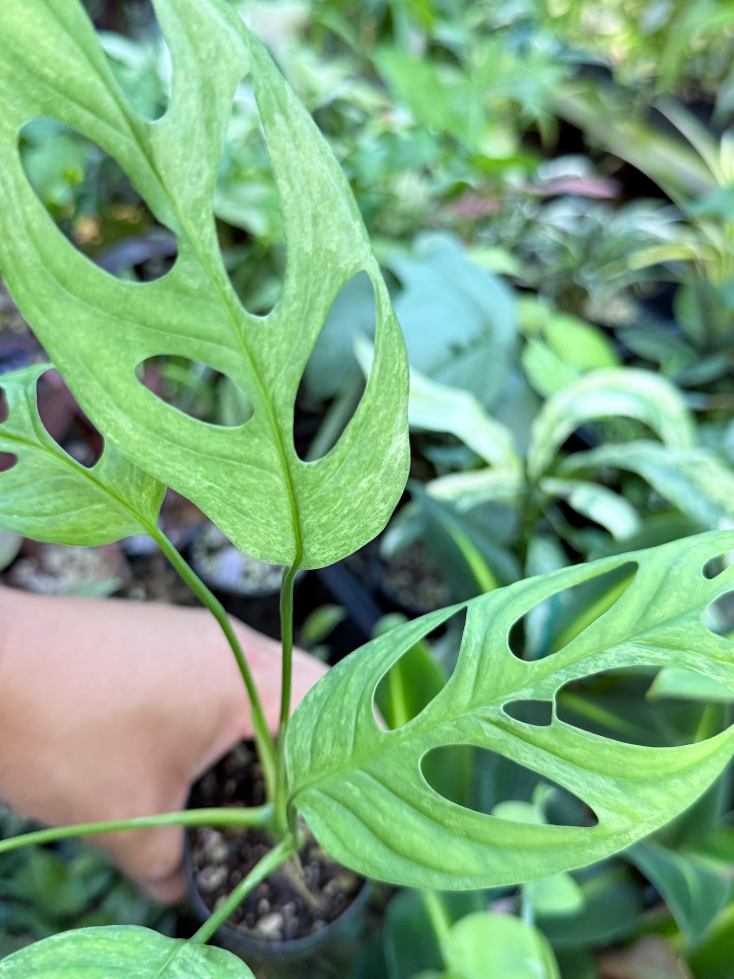 Monstera Adansonii Mint Variegated (Indonesian form) I80