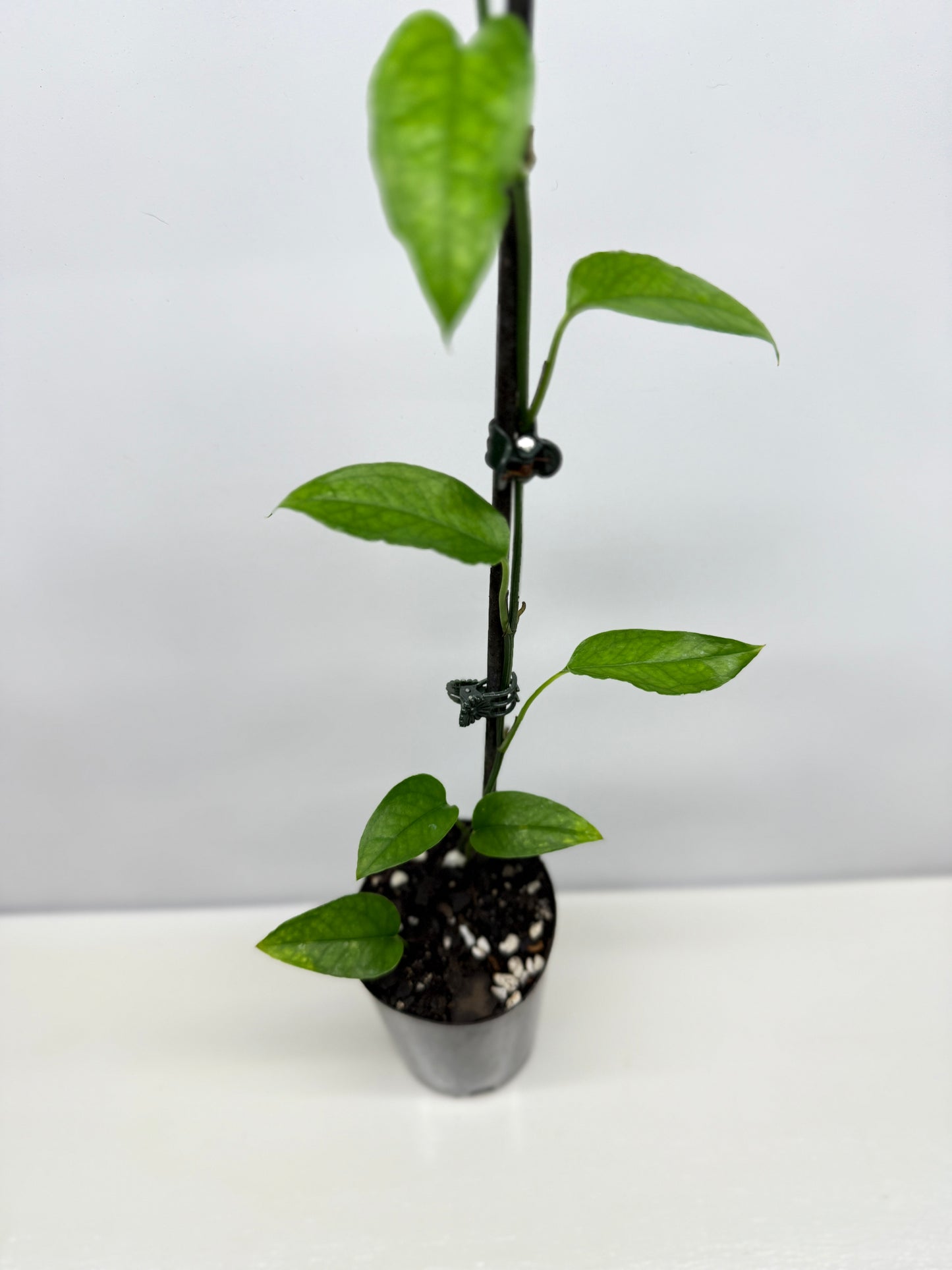 Epipremnum pinnatum - Skeleton Key A53