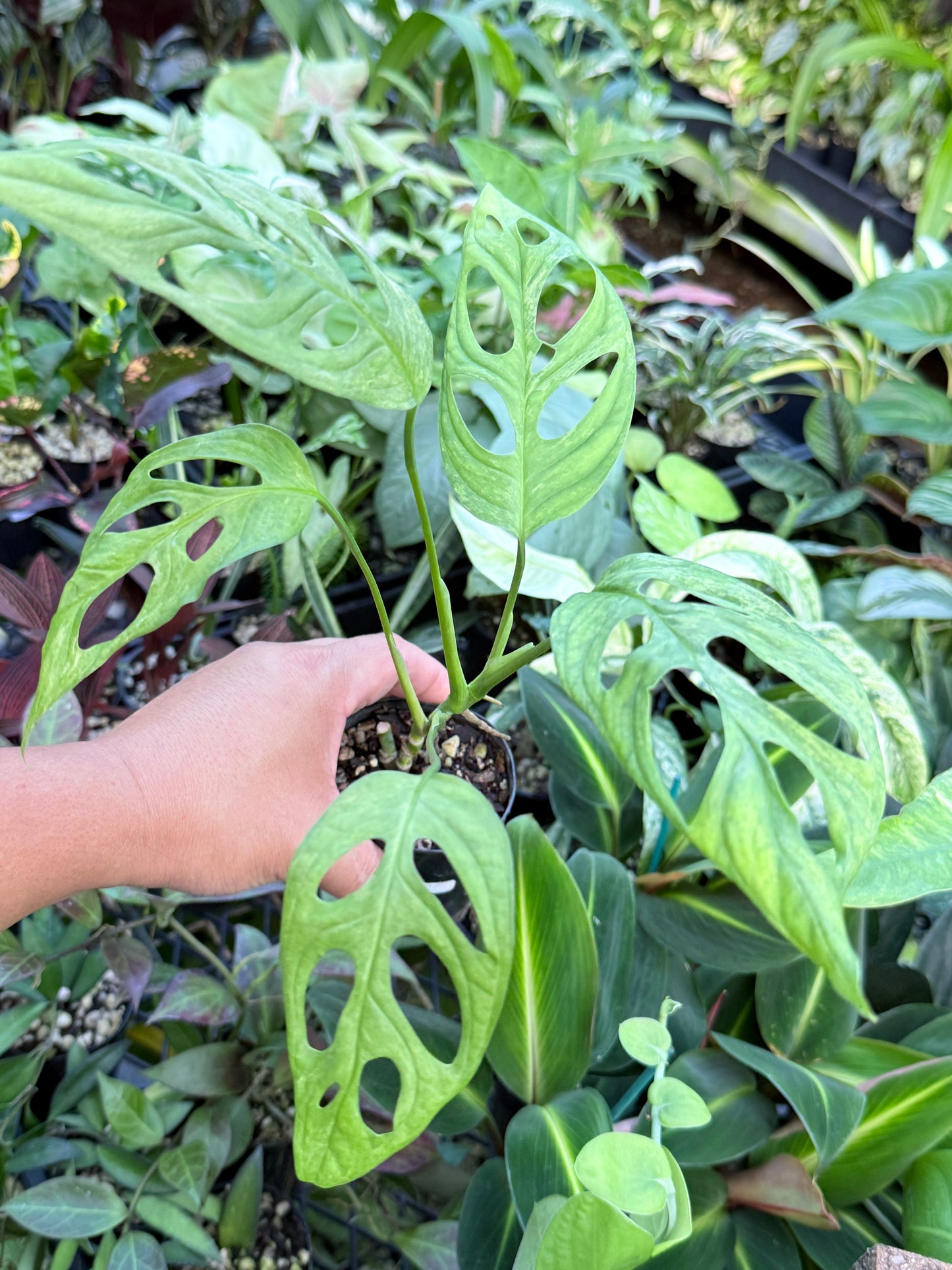 Monstera Adansonii Mint Variegated (Indonesian form) I80