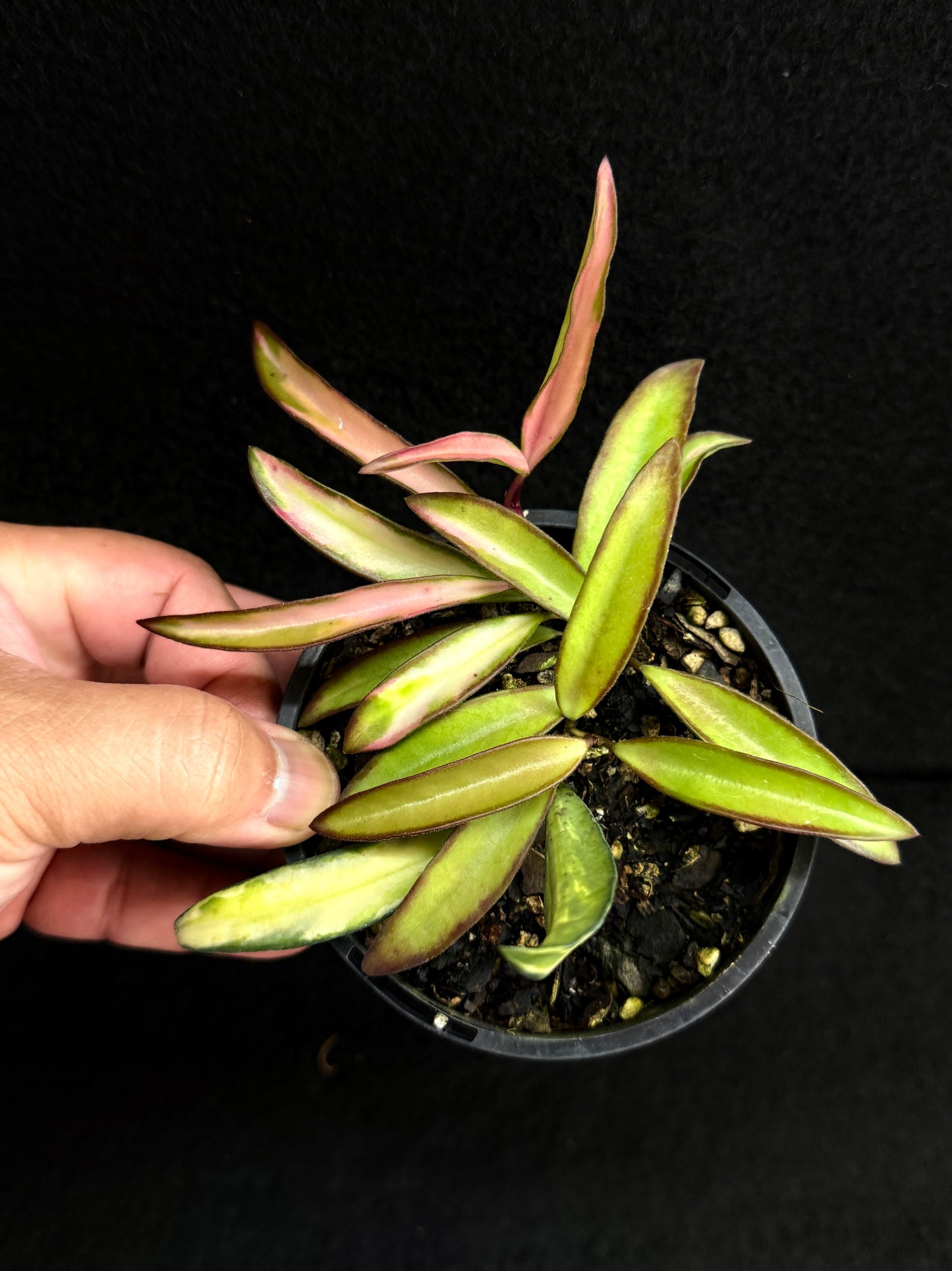 Hoya Wayetii Variegata M73