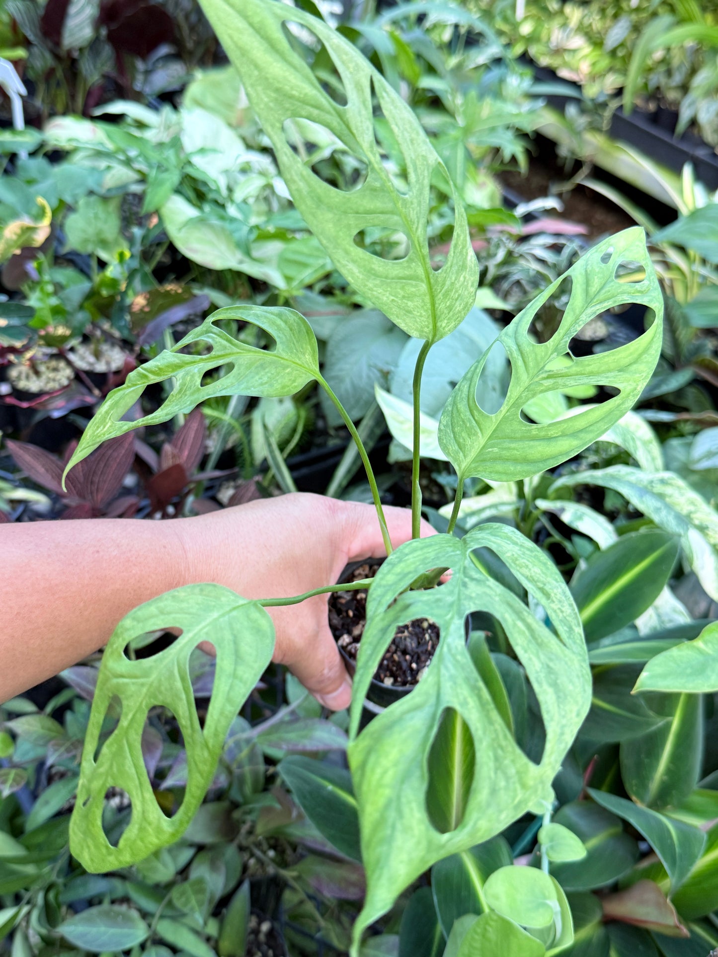 Monstera Adansonii Mint Variegated (Indonesian form) I80