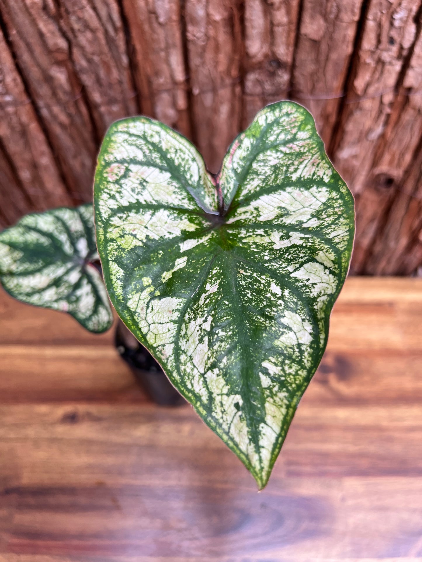 Caladium Purple Light D67