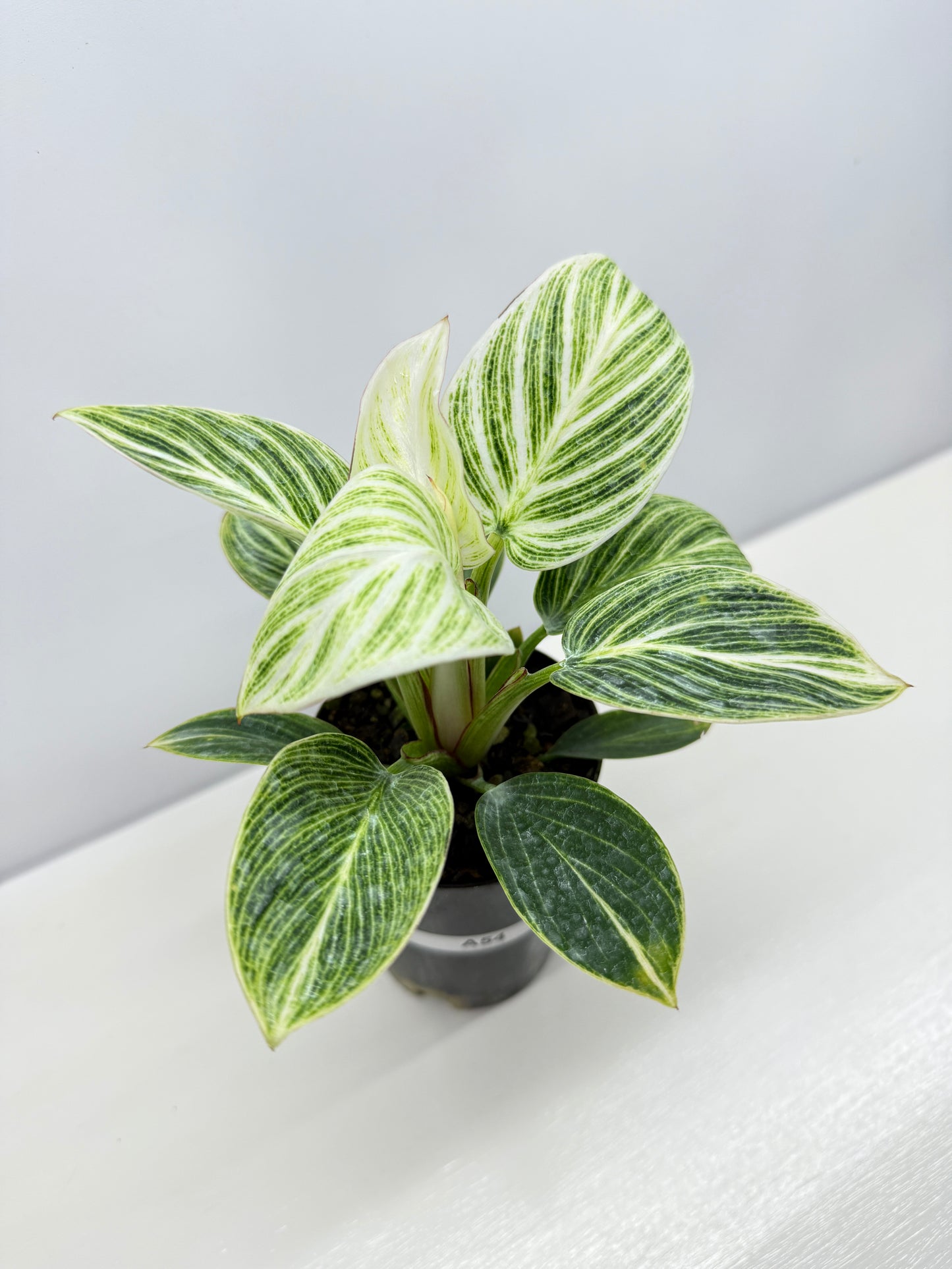 Philodendron Birkin aka 'White Wave' - Best Pick of the Crop!