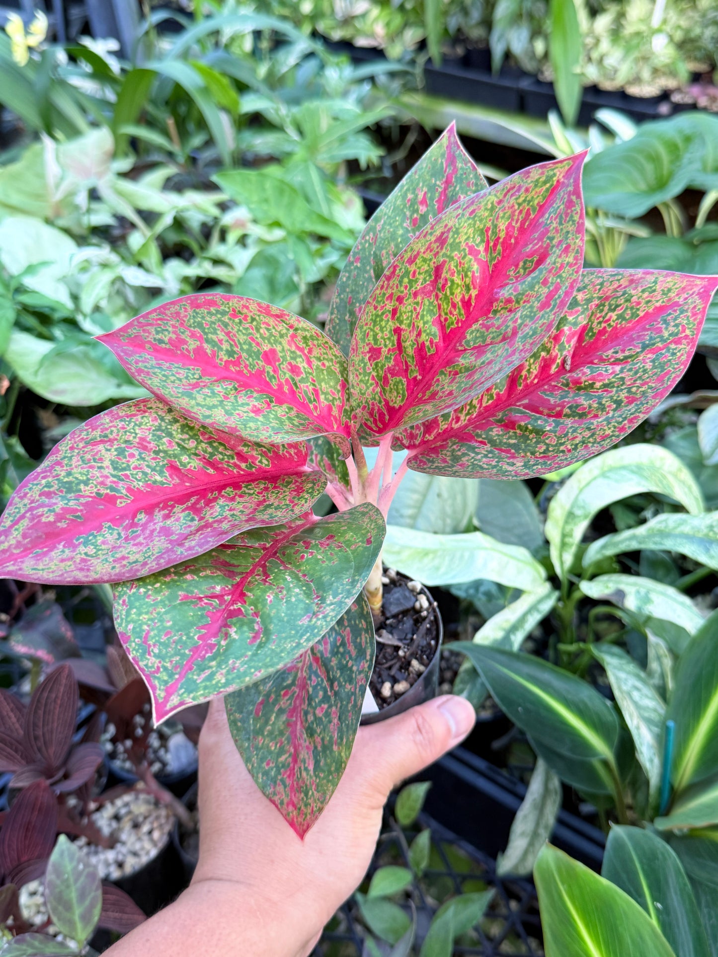 Aglaonema 'Red Dust' - Rarely Offered L73
