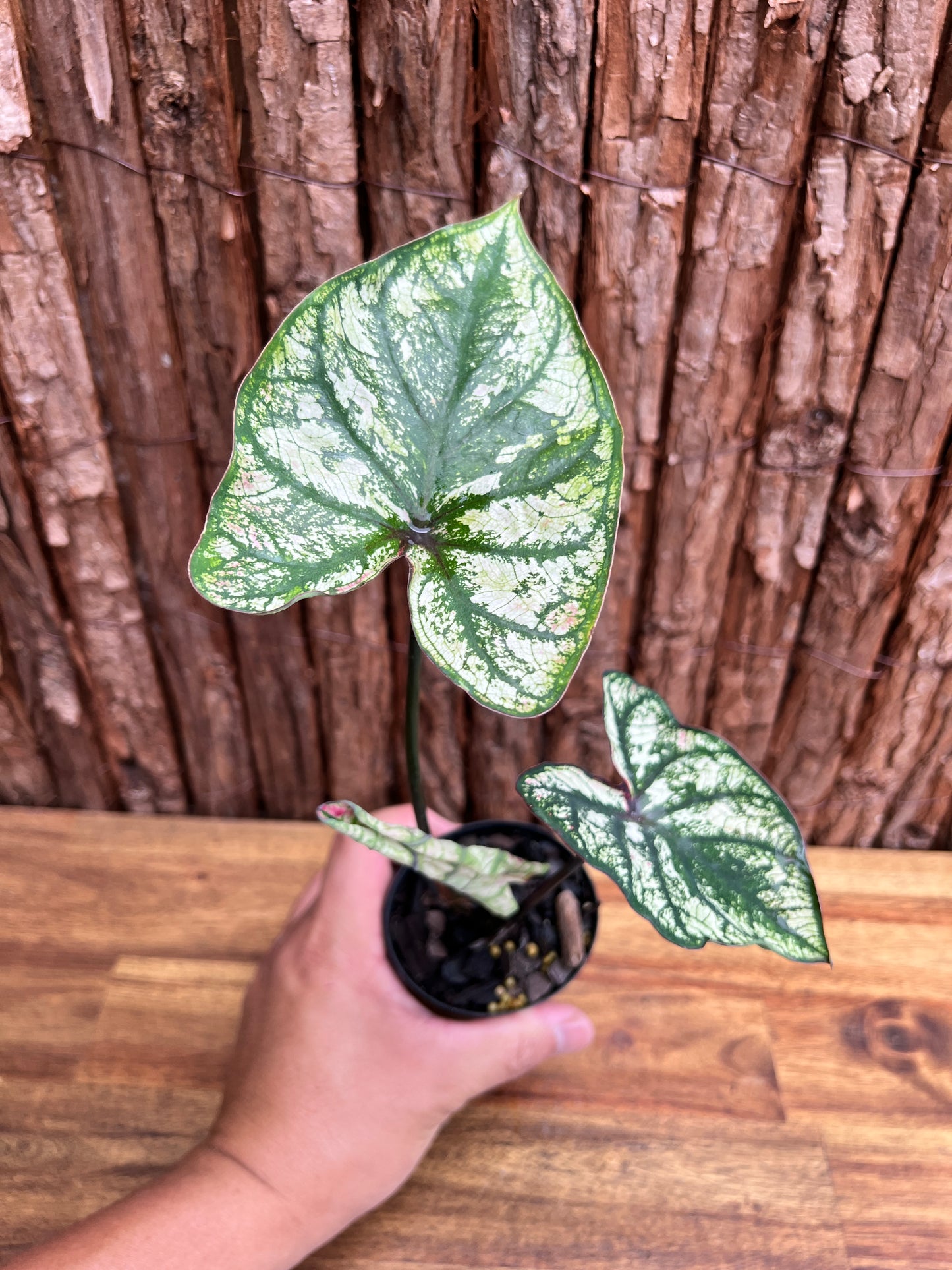 Caladium Purple Light D67