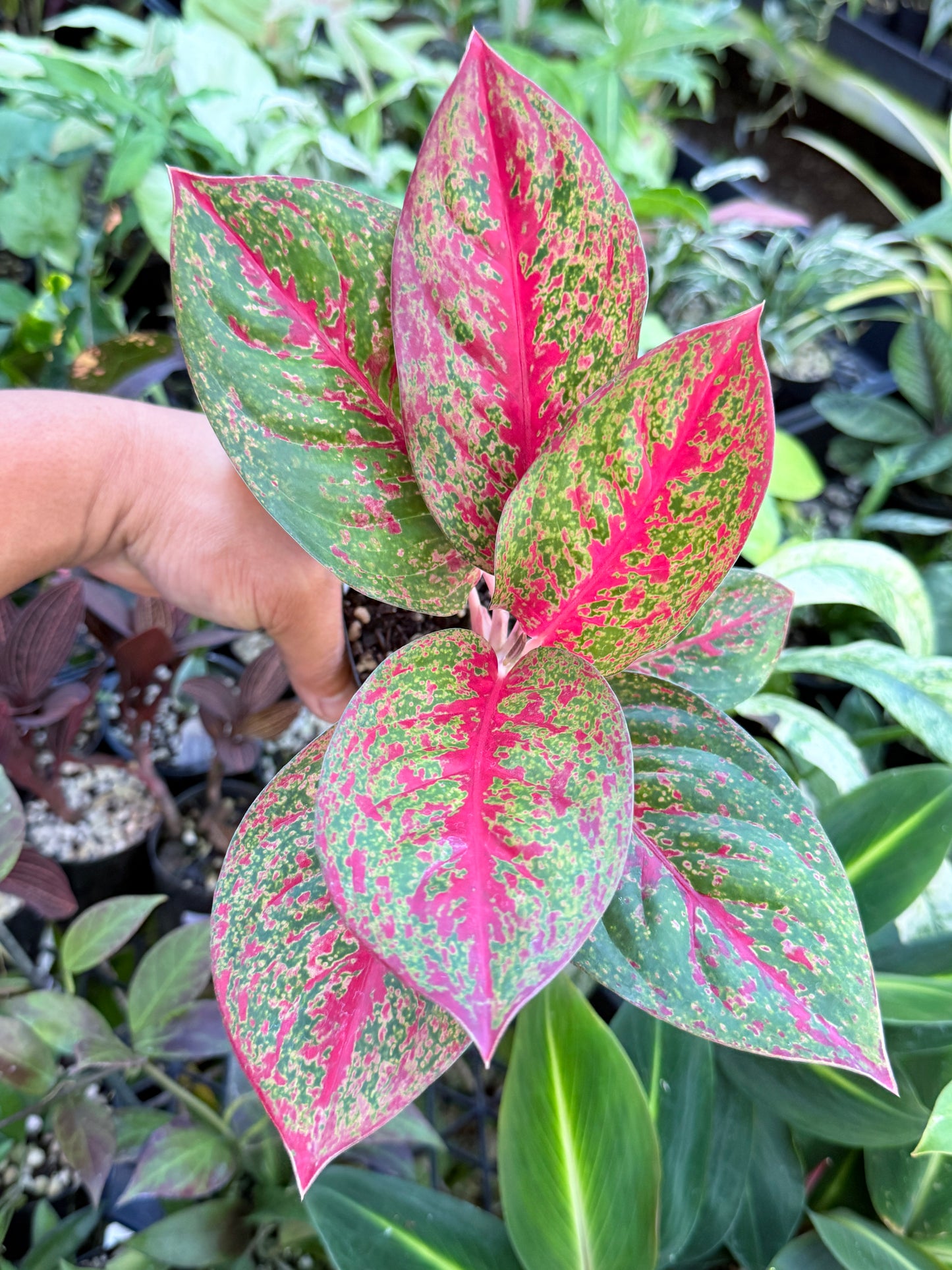 Aglaonema 'Red Dust' - Rarely Offered L73