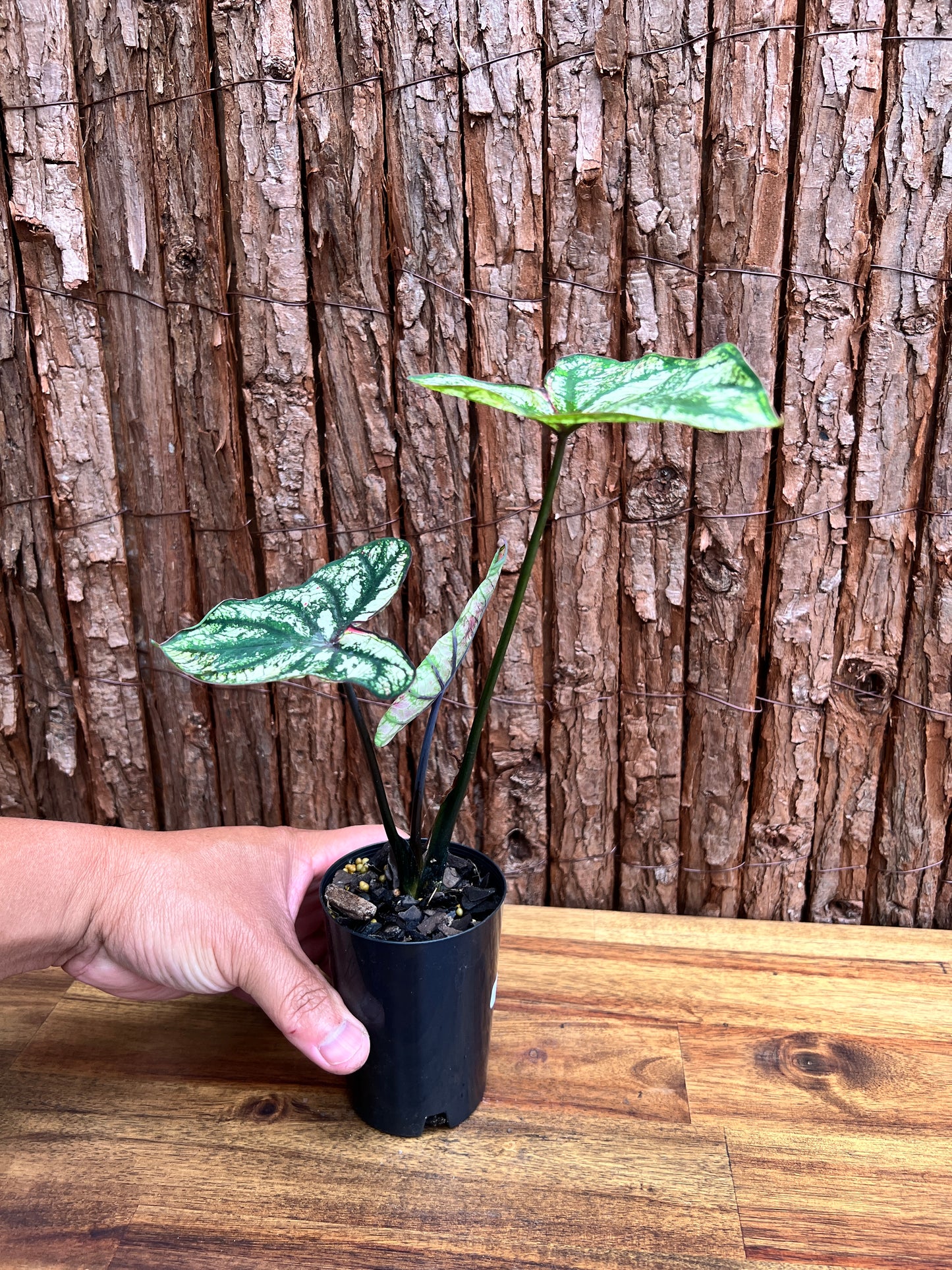 Caladium Purple Light D67