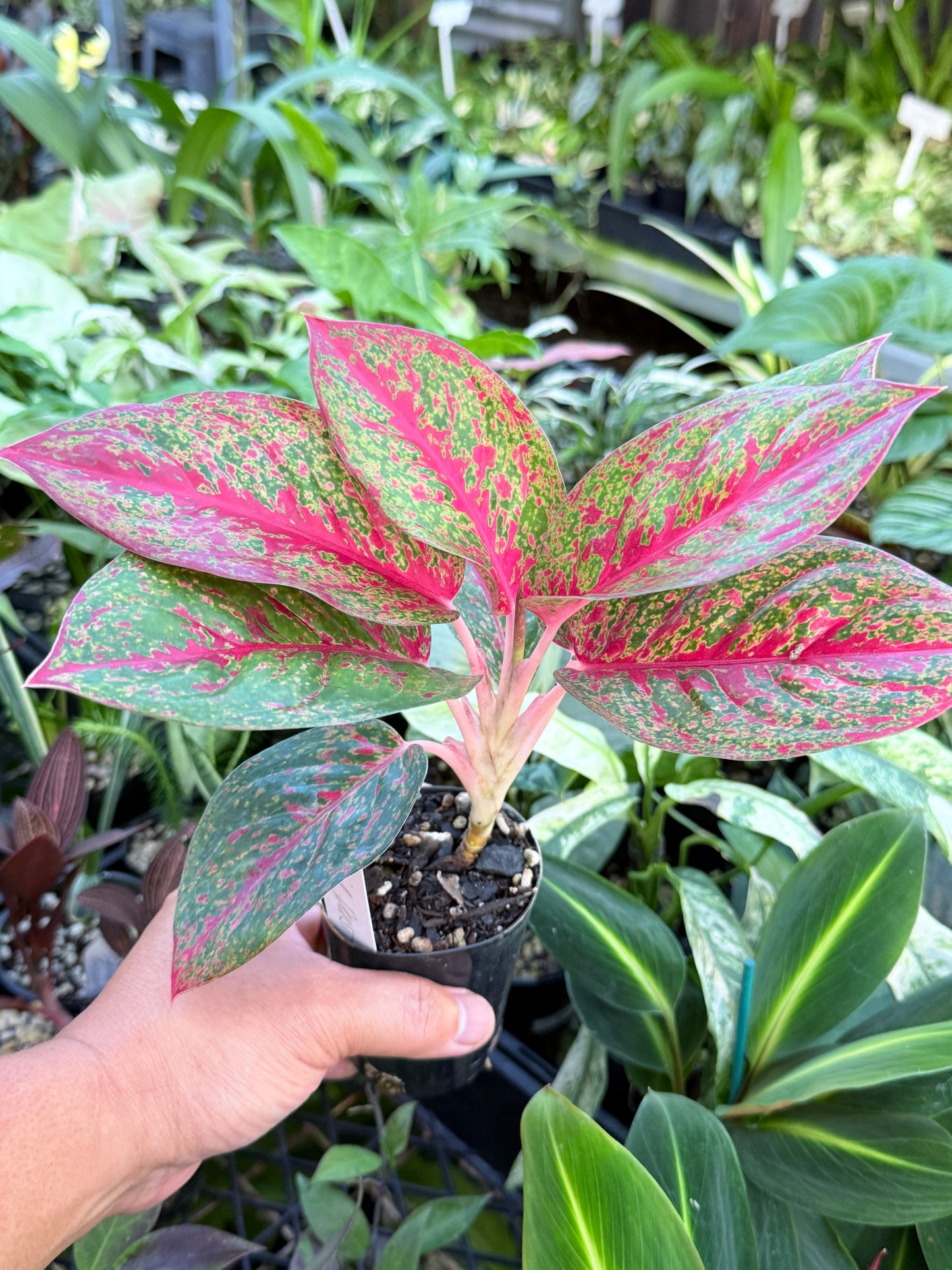 Aglaonema 'Red Dust' - Rarely Offered L73