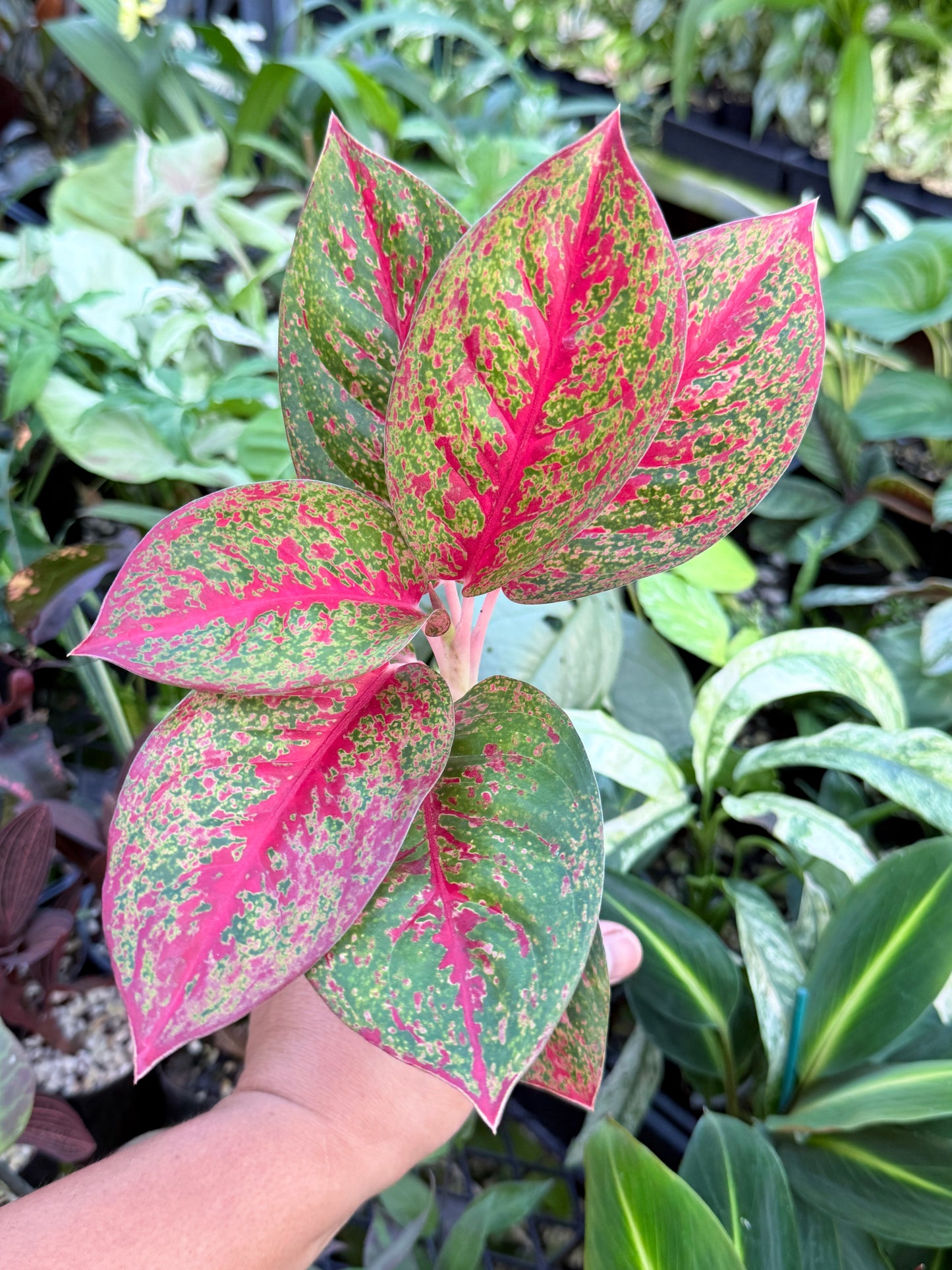 Aglaonema 'Red Dust' - Rarely Offered L73