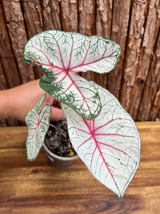 Caladium Florida Beauty D68