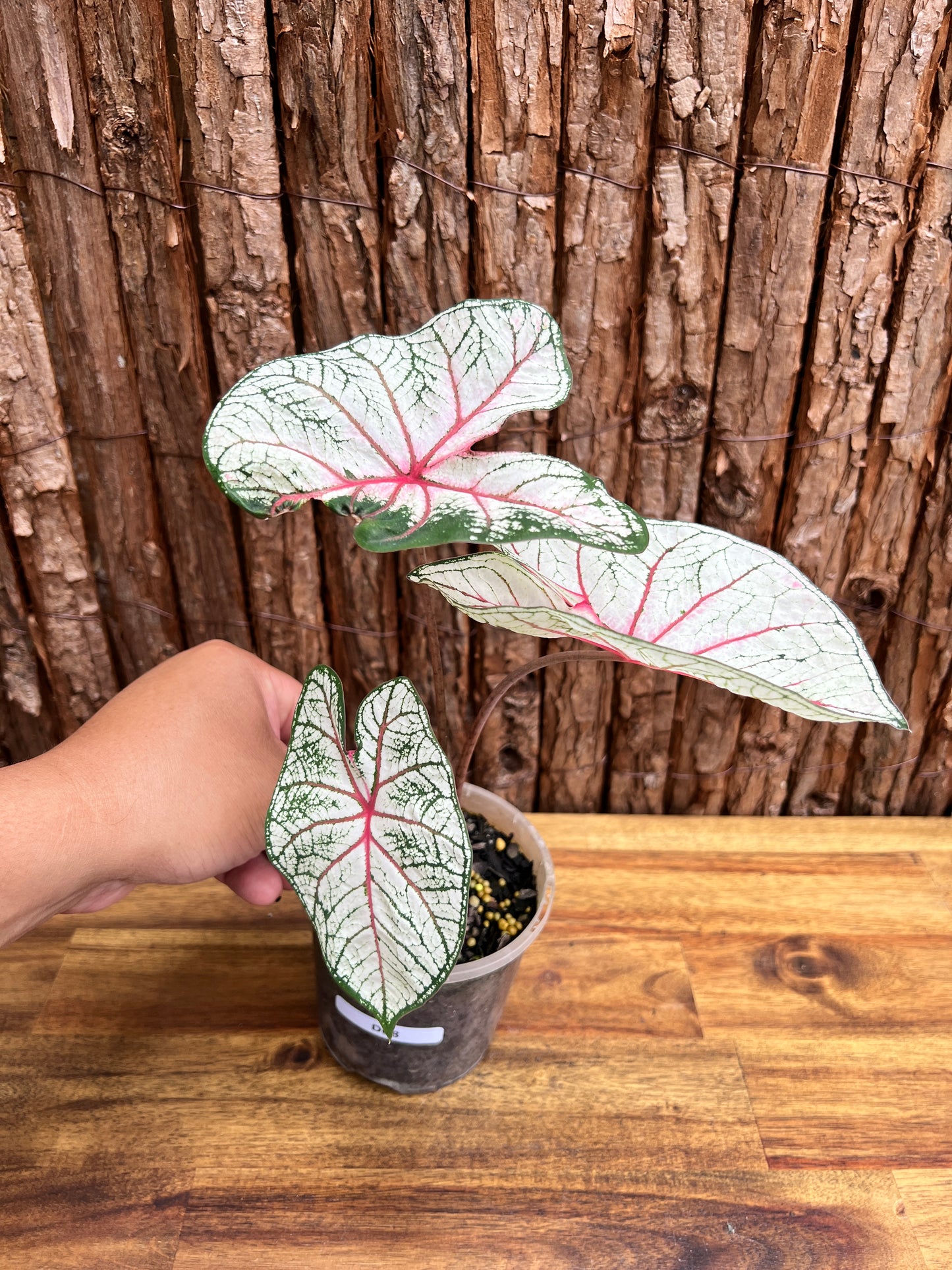 Caladium Florida Beauty D68