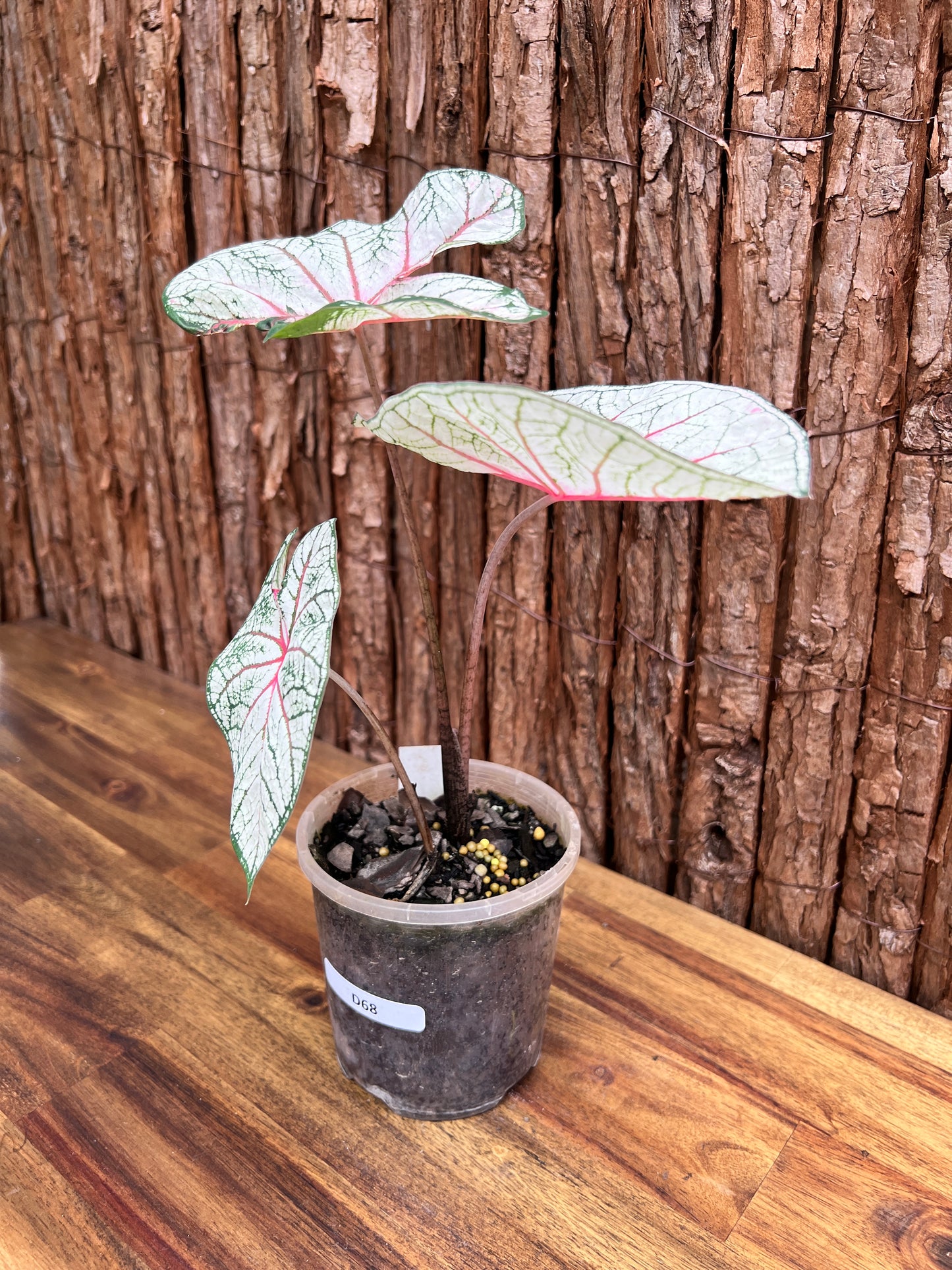 Caladium Florida Beauty D68