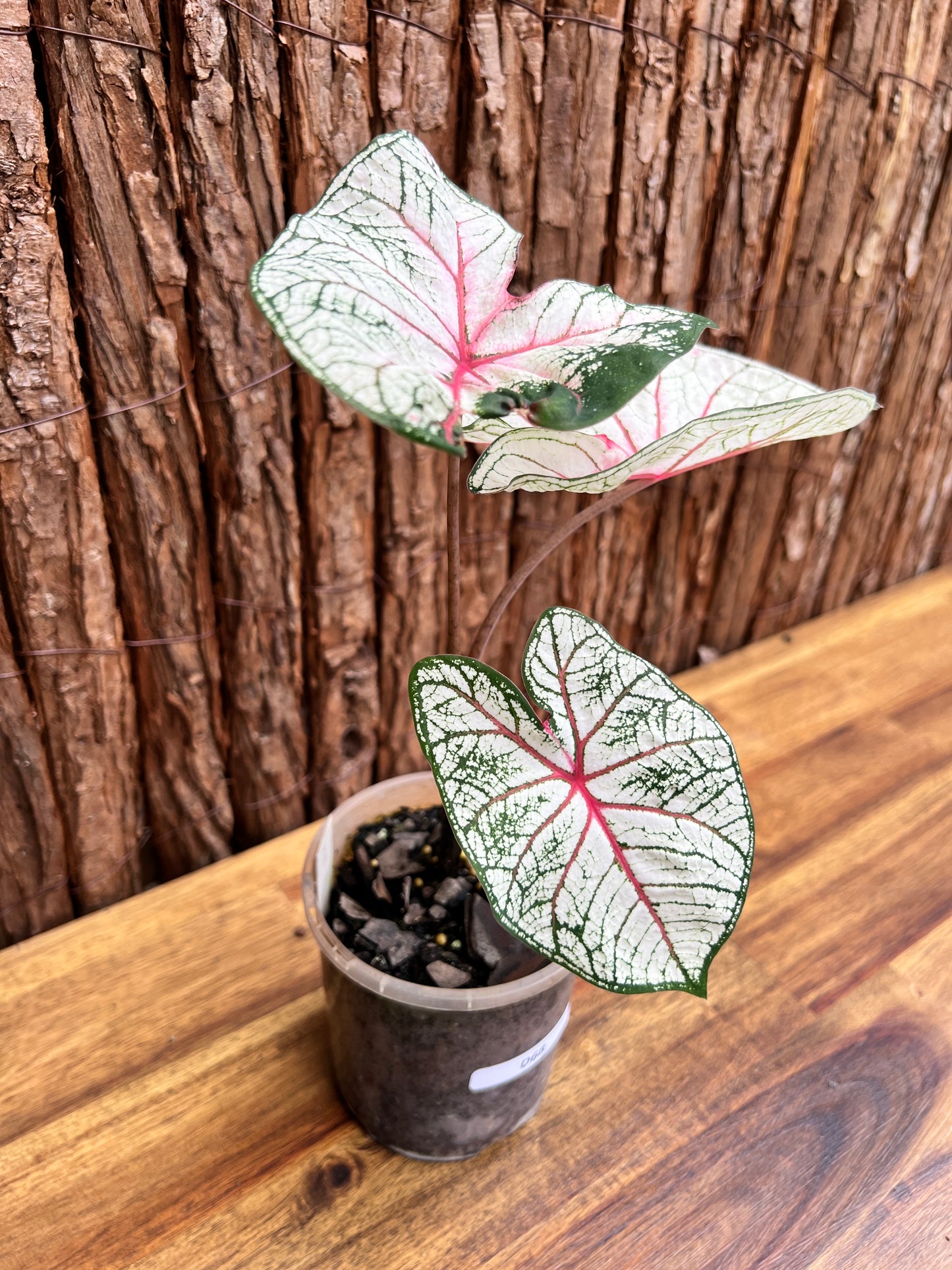 Caladium Florida Beauty D68