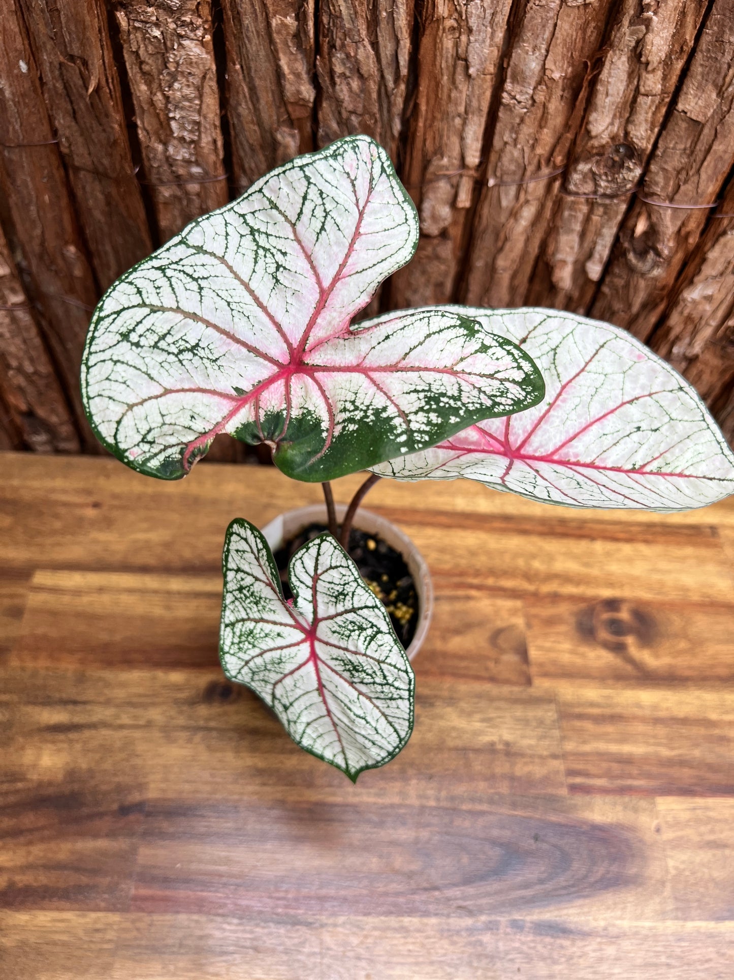 Caladium Florida Beauty D68