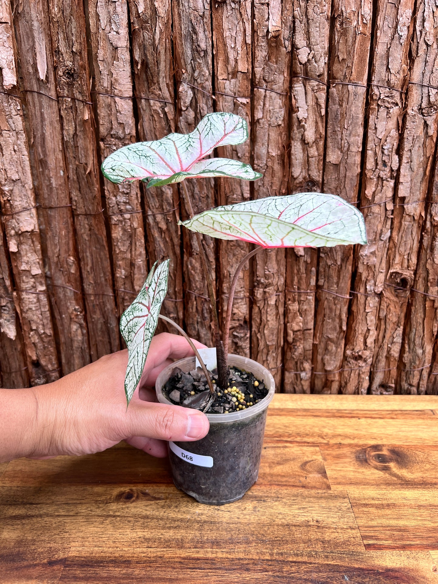 Caladium Florida Beauty D68