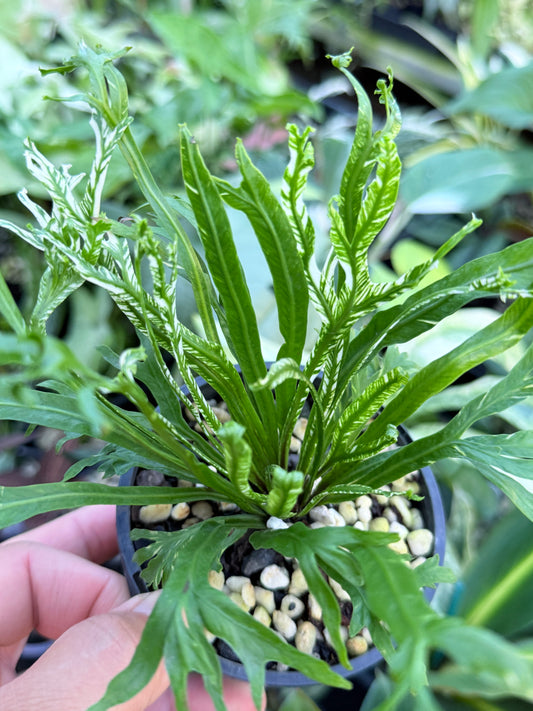 Asplenium nidus 'Variegata' - Variegated Bird's Nest K25