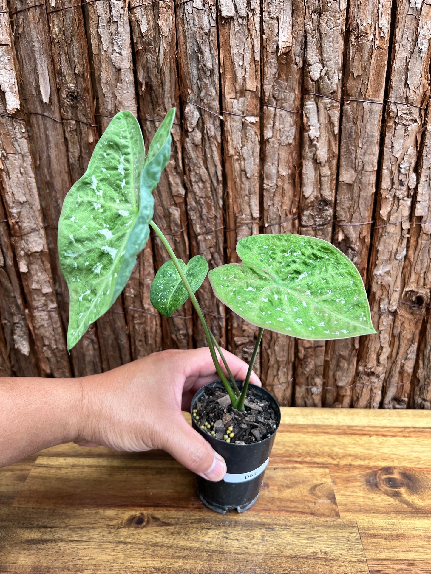 Caladium NOID D69