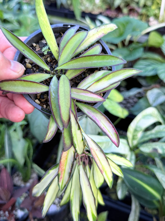 Hoya Wayetii Variegata M73
