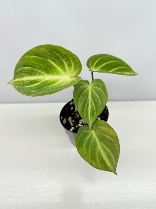 Philodendron 'Tinkerbelle' (Miniature Philodendron) A57