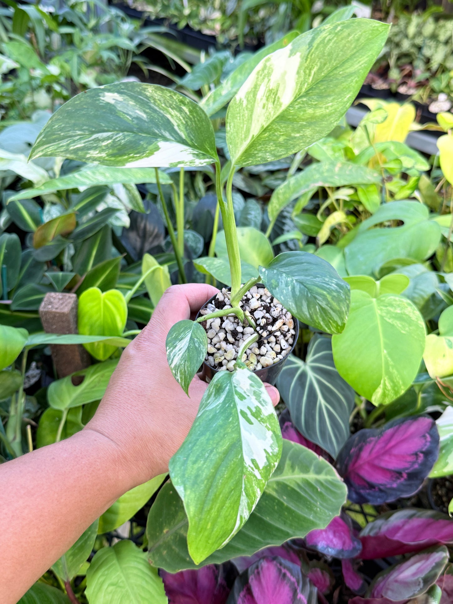 Monstera lechleriana Variegated L71