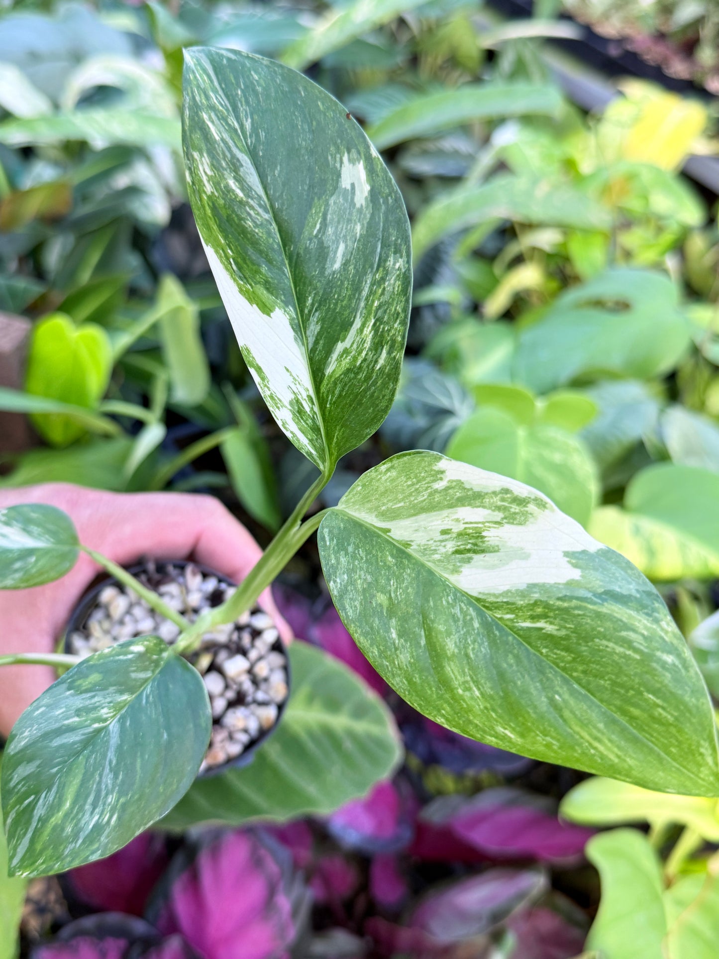Monstera lechleriana Variegated L71