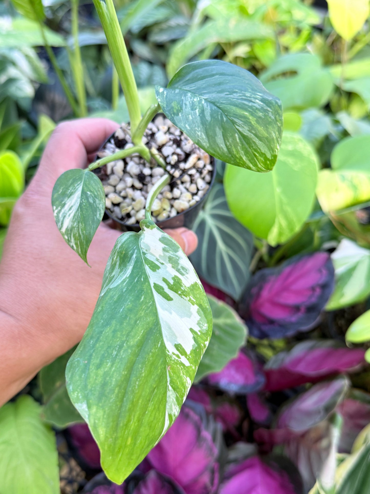 Monstera lechleriana Variegated L71