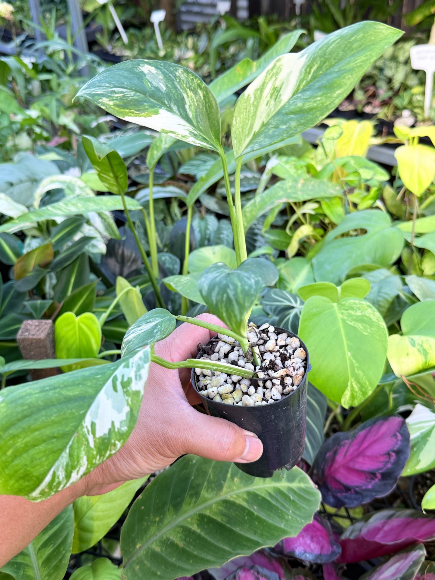 Monstera lechleriana Variegated L71