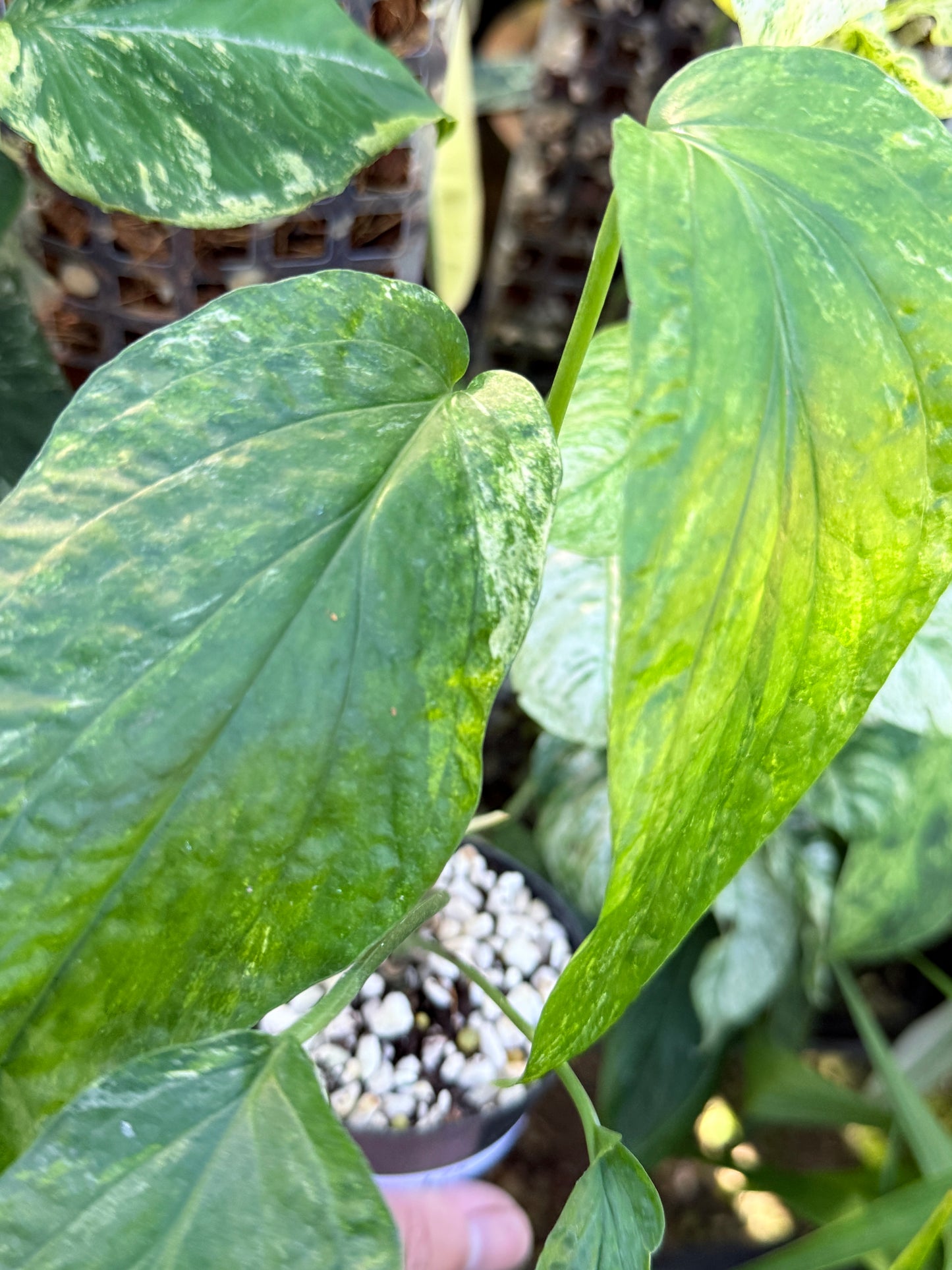 Amydrium 'Medium  Variegata' L75