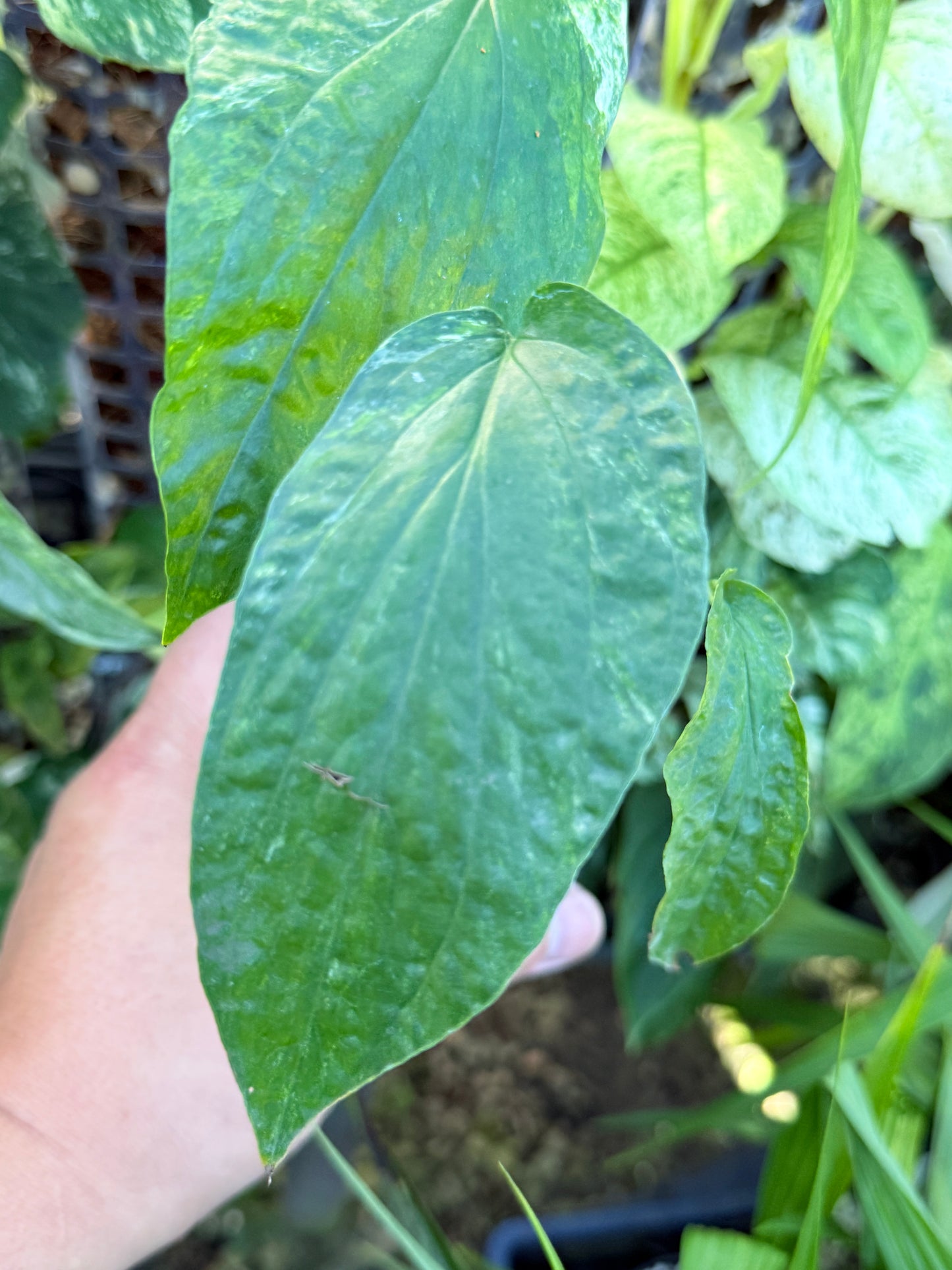 Amydrium 'Medium  Variegata' L75