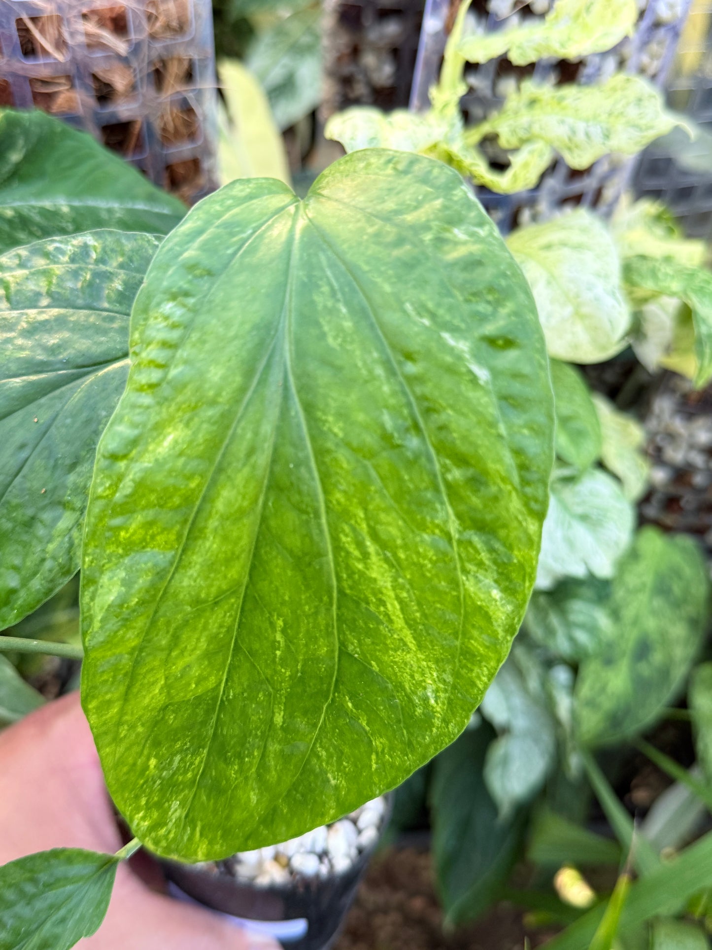 Amydrium 'Medium  Variegata' L75