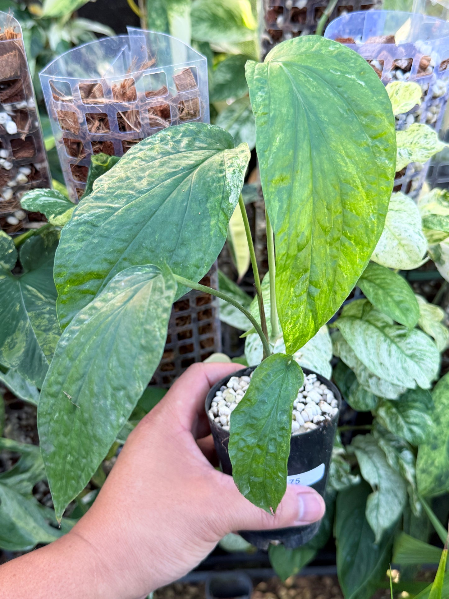 Amydrium 'Medium  Variegata' L75