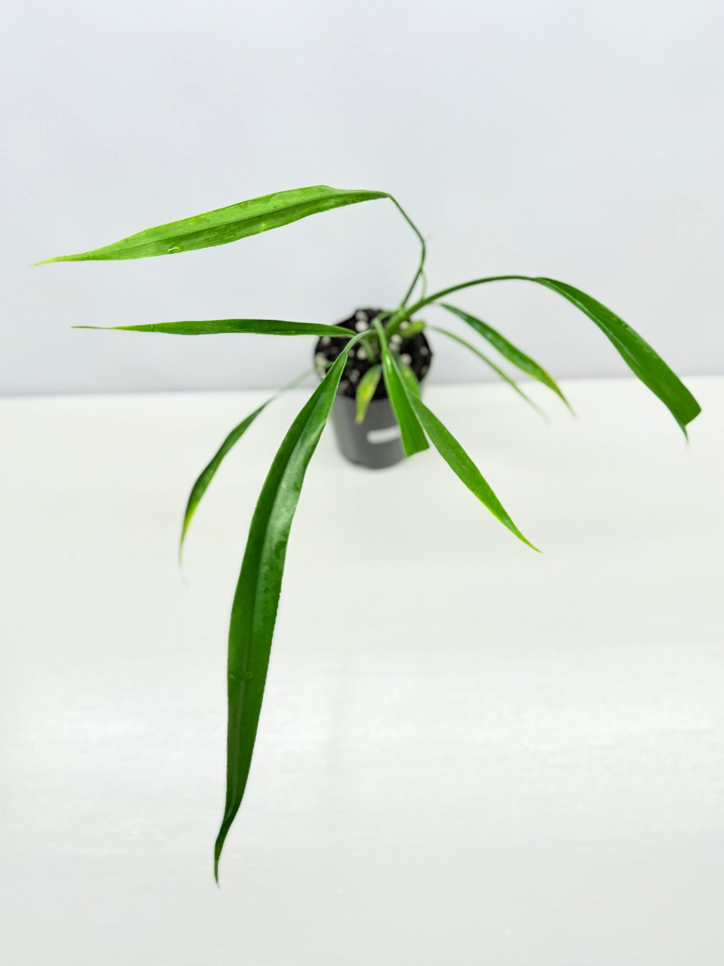 Philodendron 'Holtonianum' A61