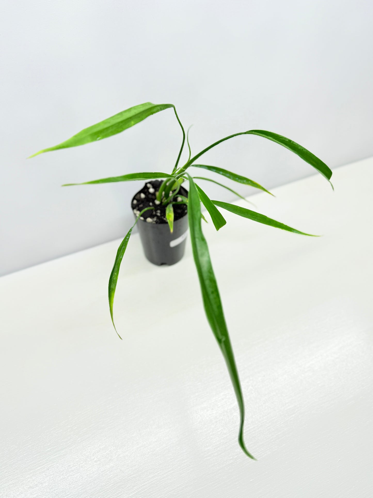 Philodendron 'Holtonianum' A61