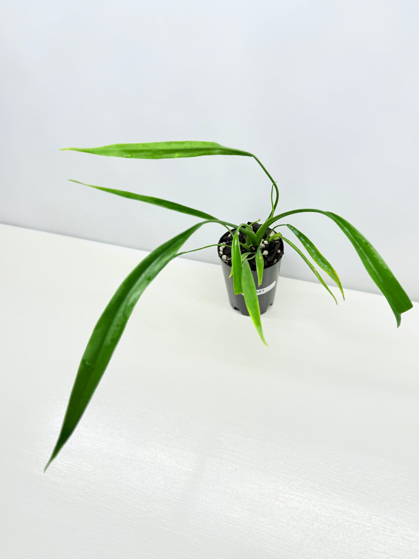 Philodendron 'Holtonianum' A61