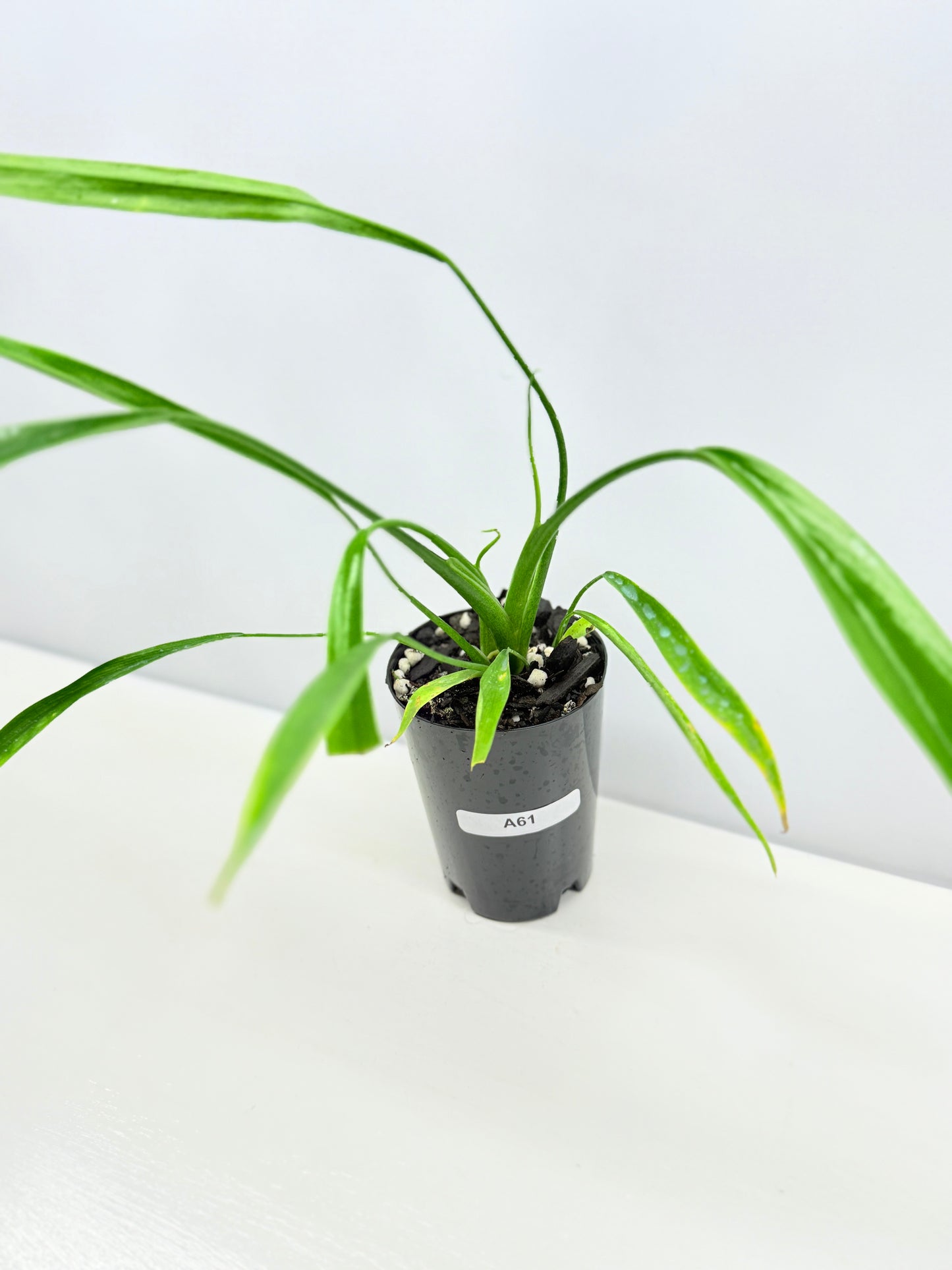 Philodendron 'Holtonianum' A61