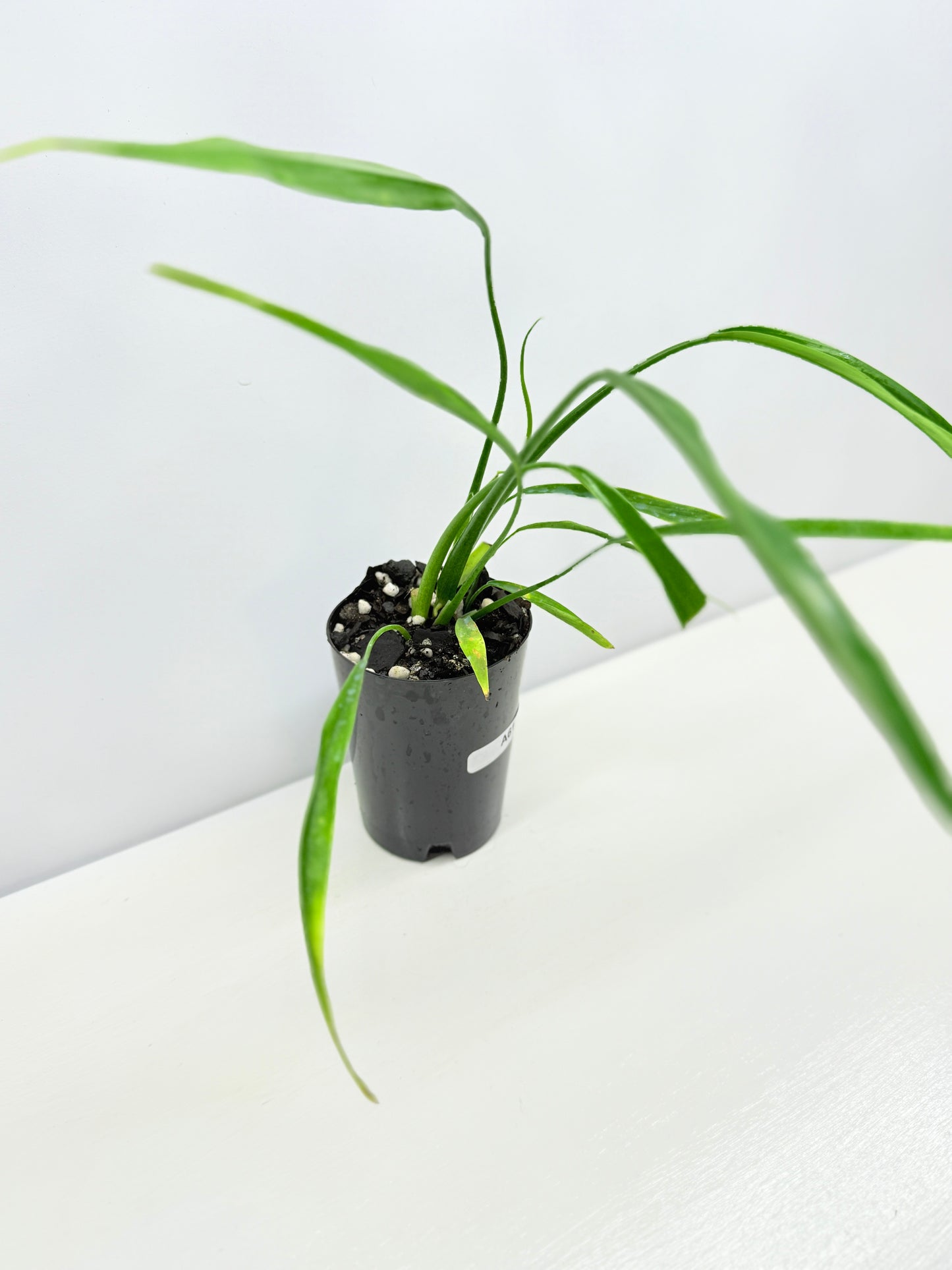 Philodendron 'Holtonianum' A61