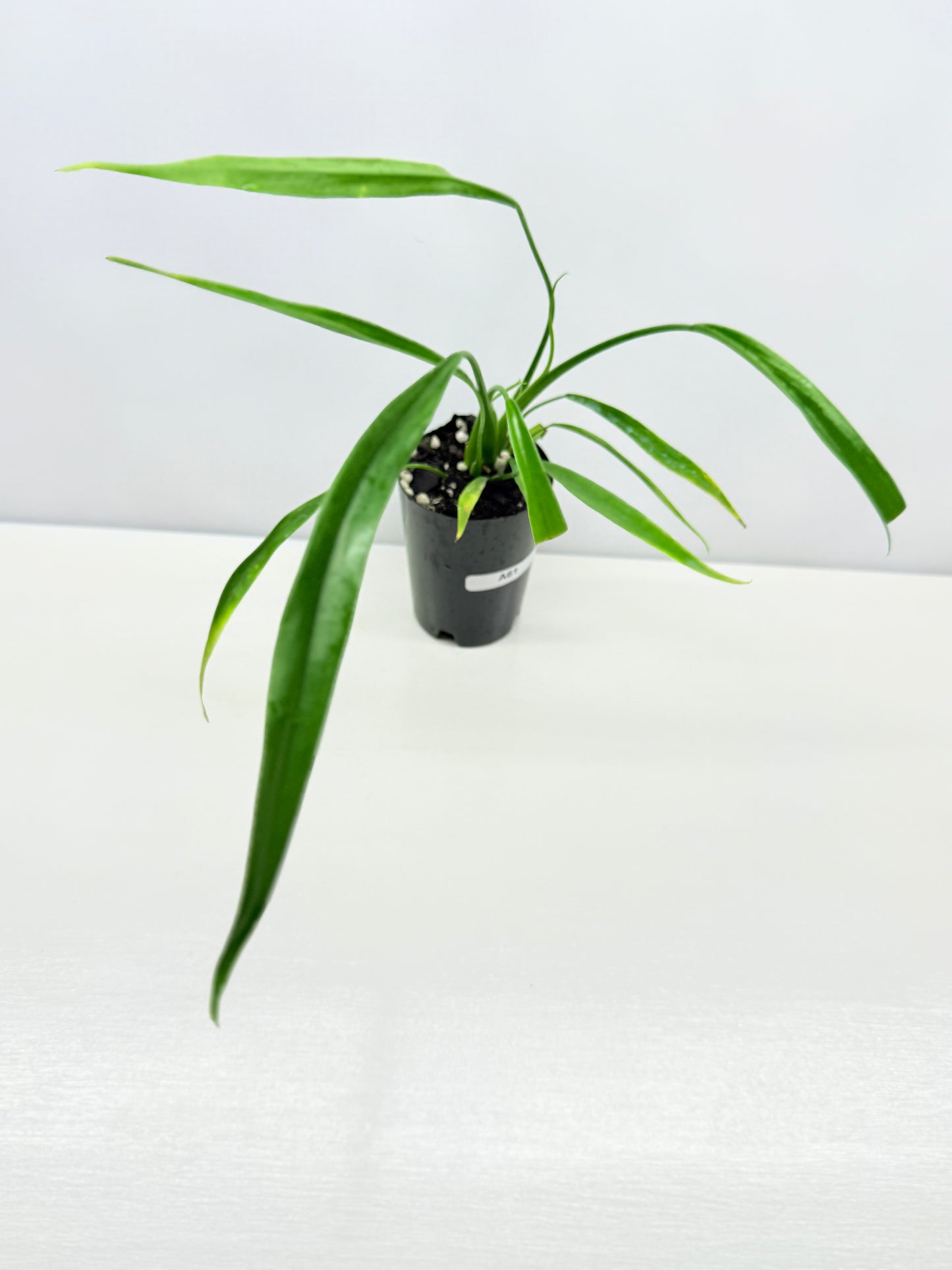 Philodendron 'Holtonianum' A61