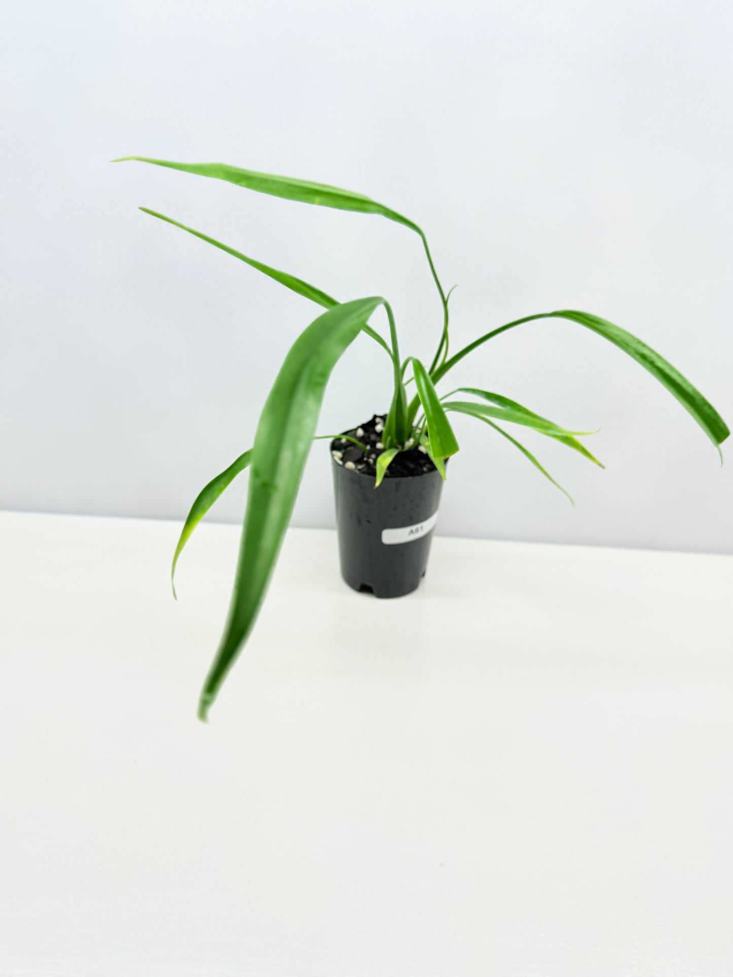 Philodendron 'Holtonianum' A61