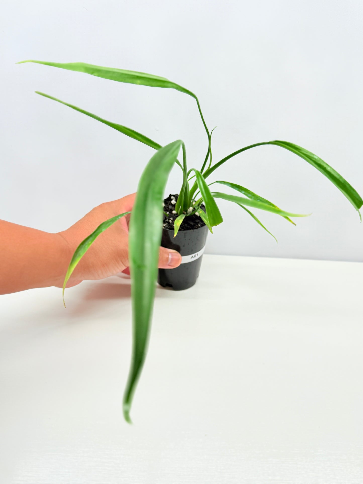 Philodendron 'Holtonianum' A61