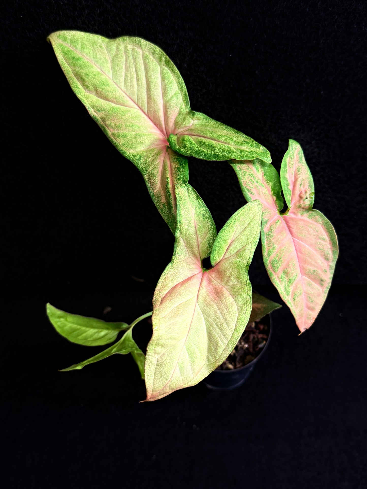 Syngonium 'Pink Star' F75