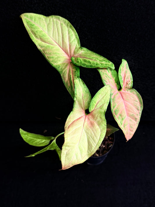 Syngonium 'Pink Star' F75