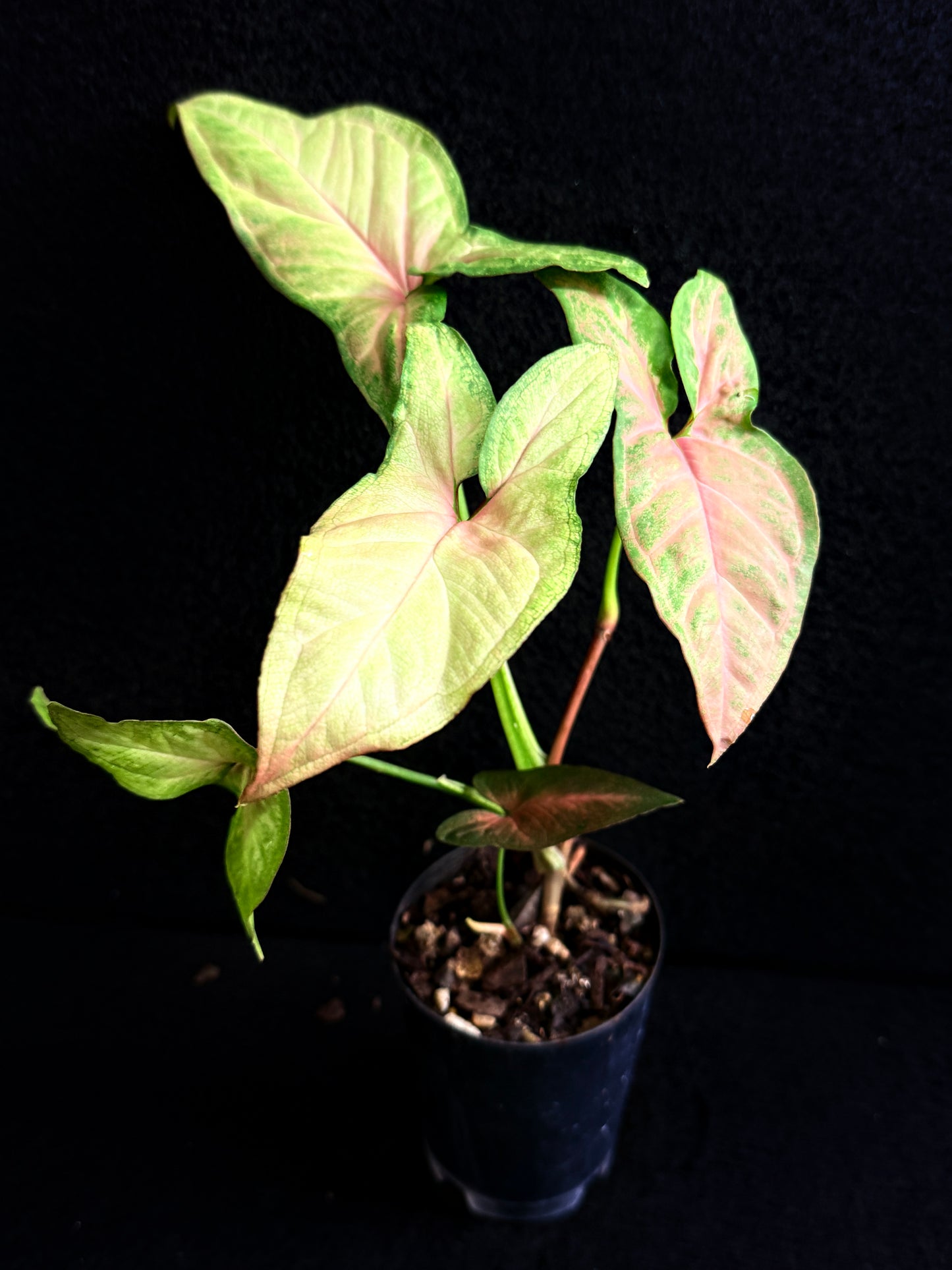 Syngonium 'Pink Star' F75