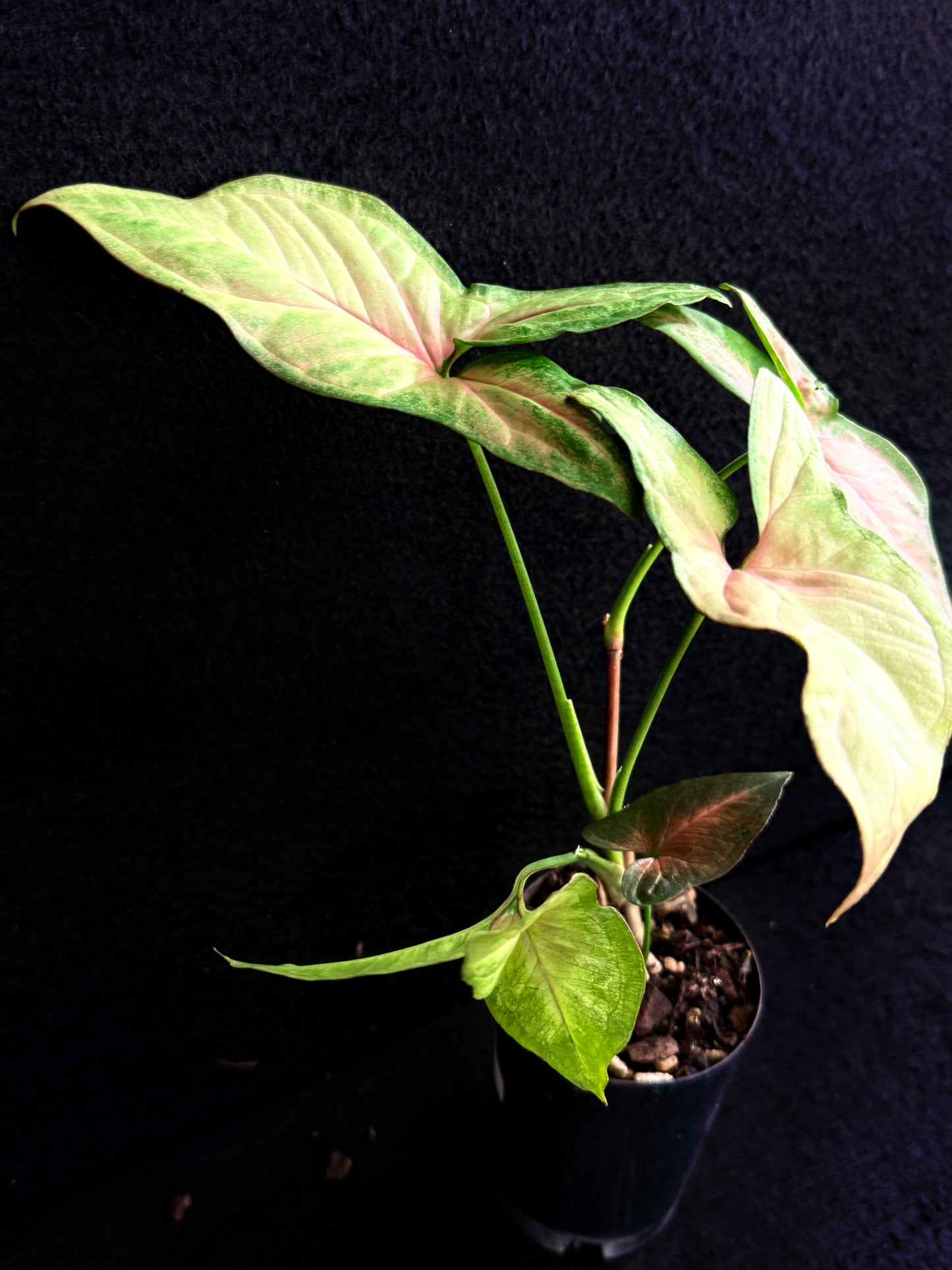 Syngonium 'Pink Star' F75