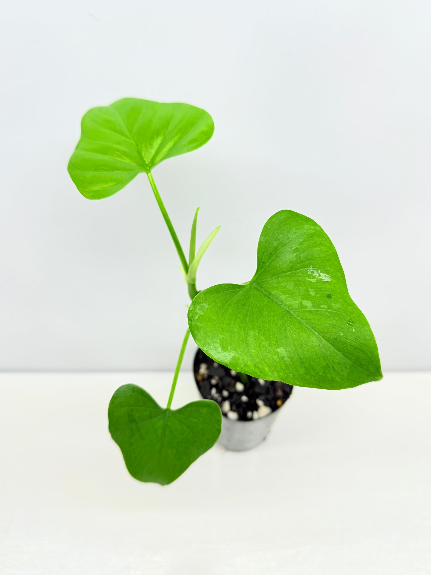 Philodendron 'Jacquinii' A67