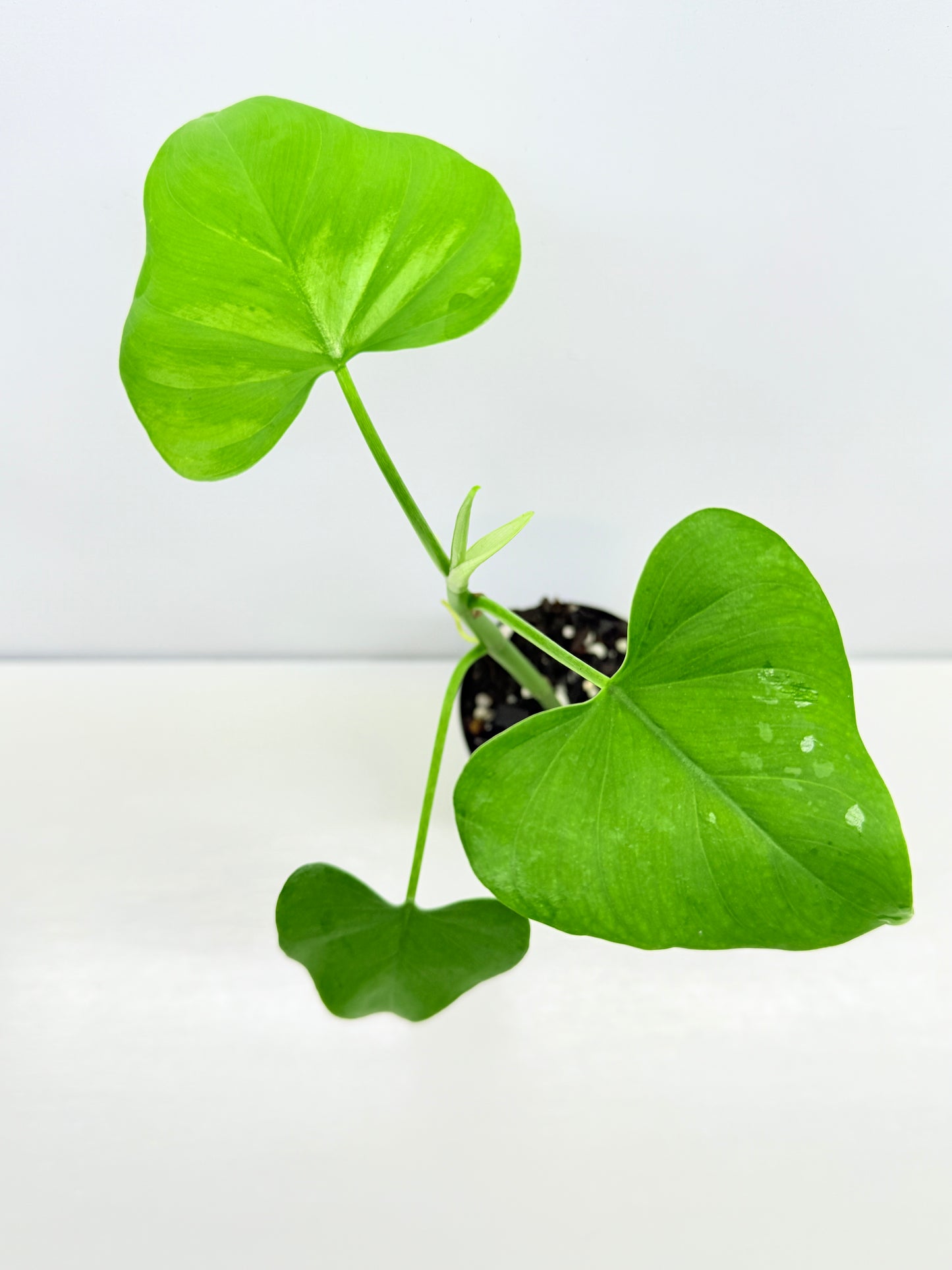 Philodendron 'Jacquinii' A67