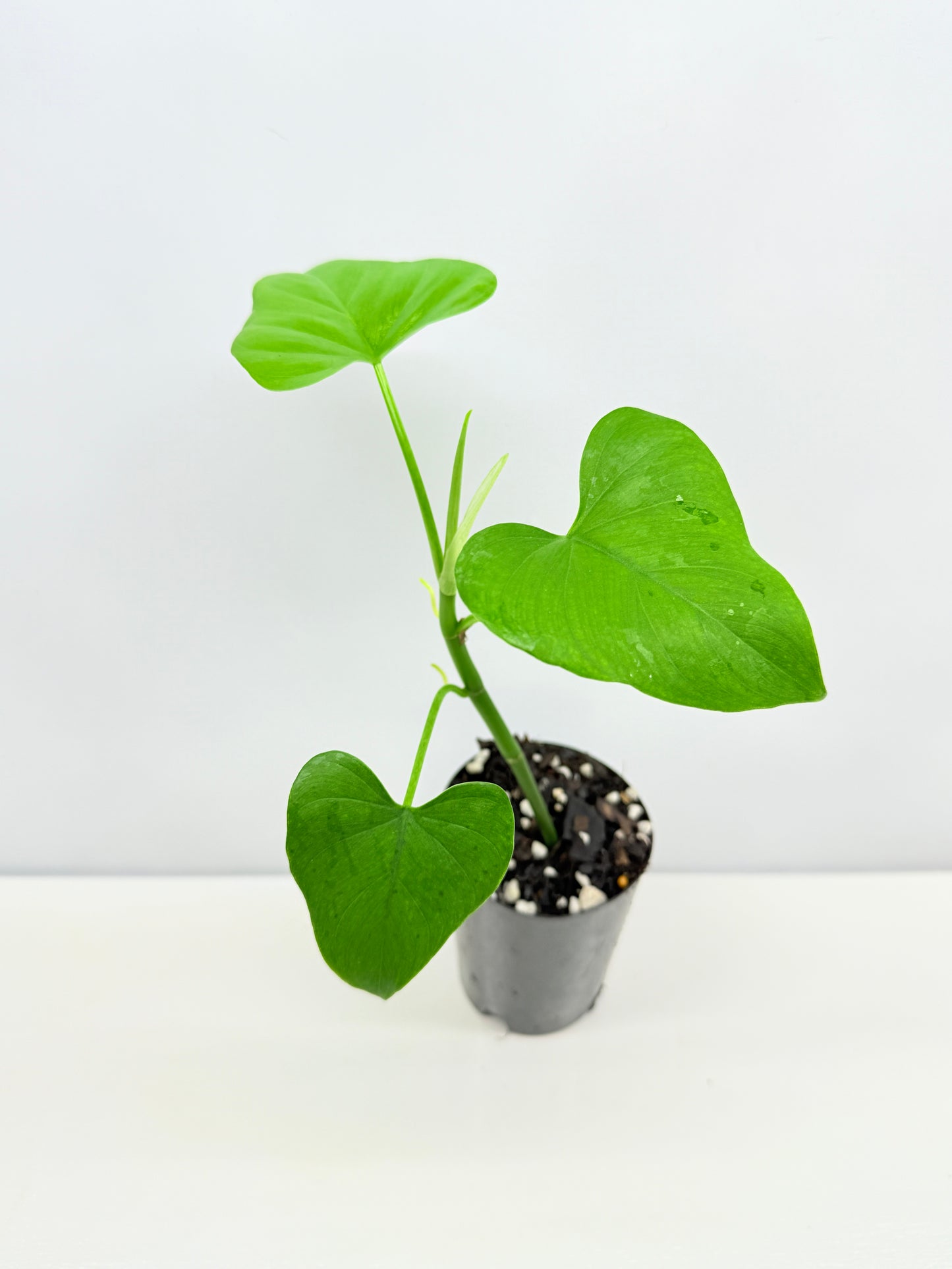 Philodendron 'Jacquinii' A67